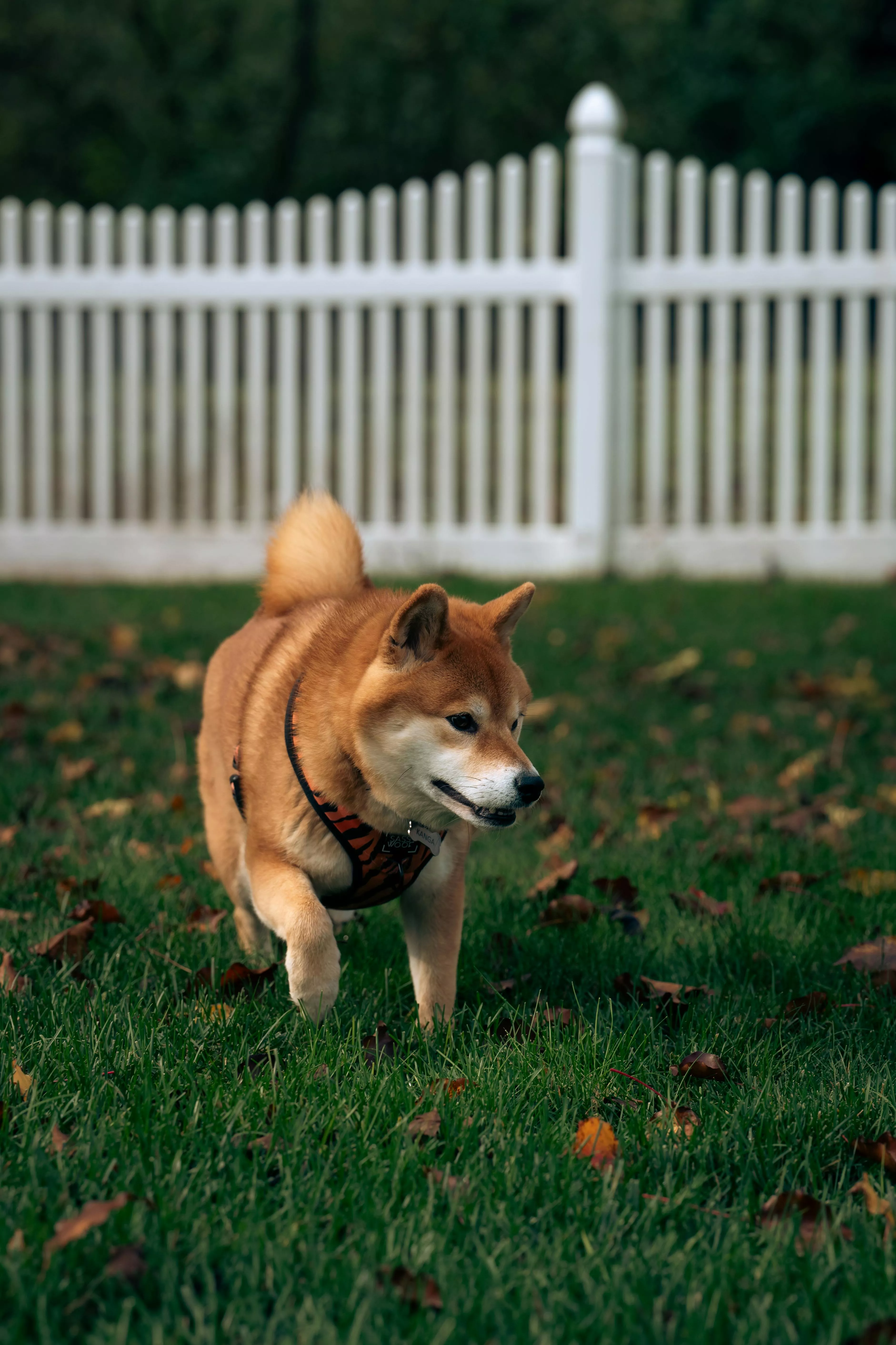 Shiba Inu Dog Playing in Autumn
