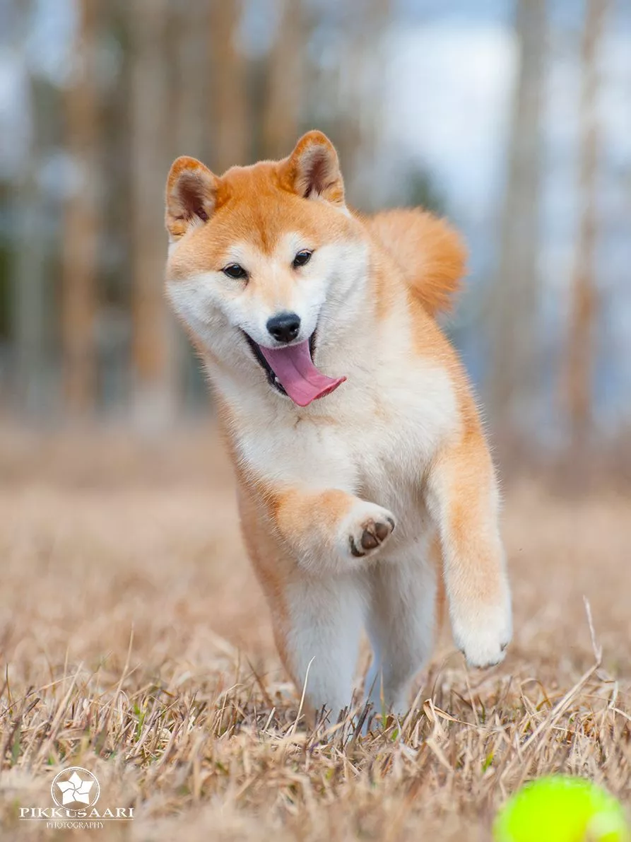 Month Old Shiba Inu 2025