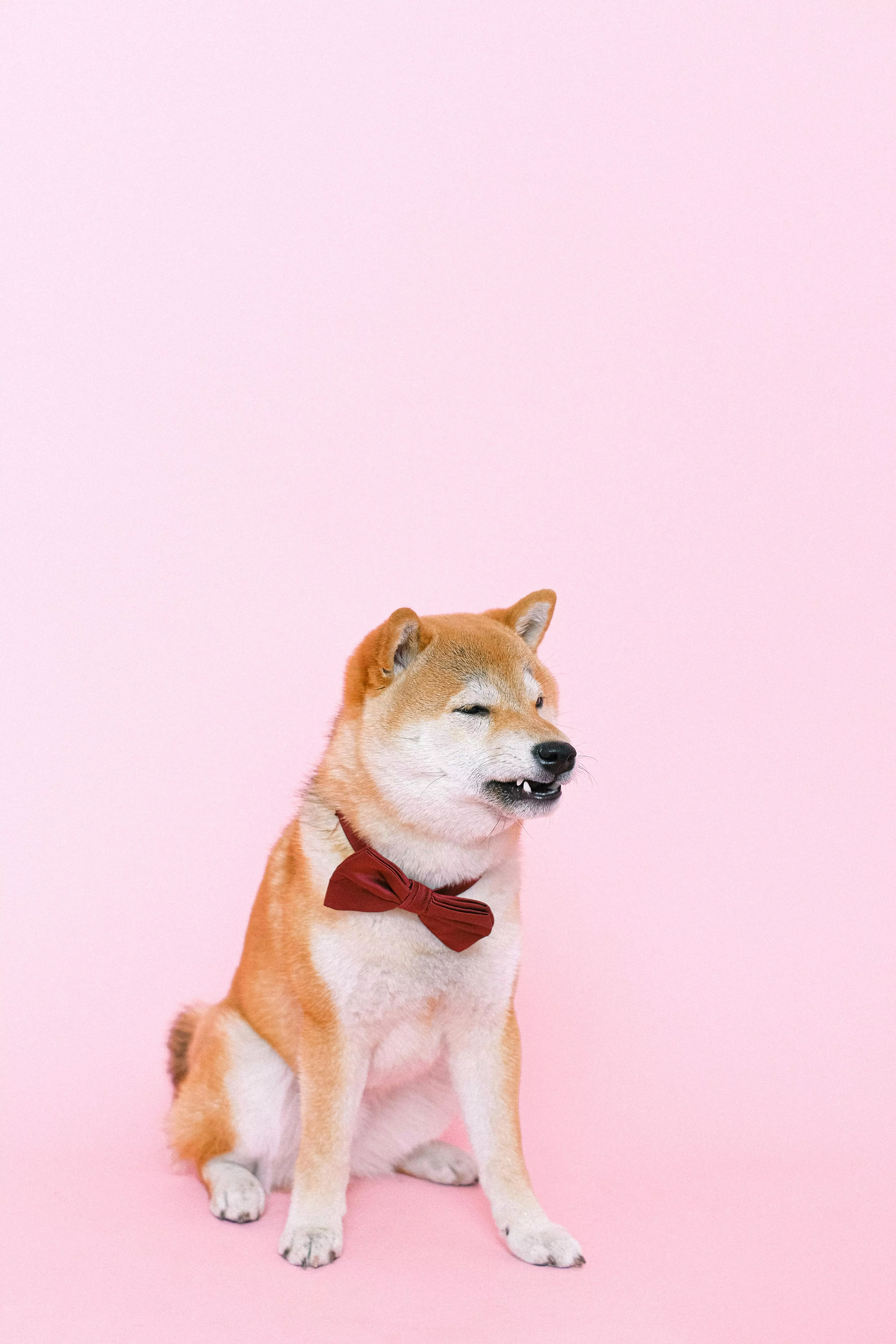 Shiba Inu Wearing Bowtie · Free