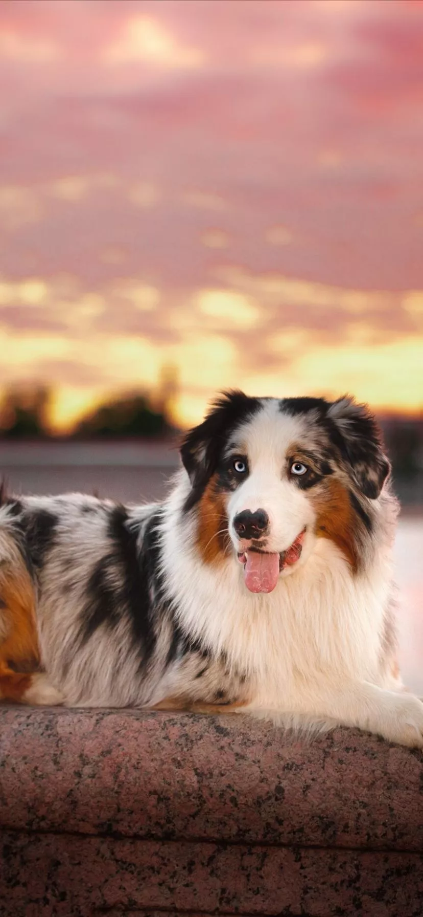Download Depth Of Field Dog Animal
