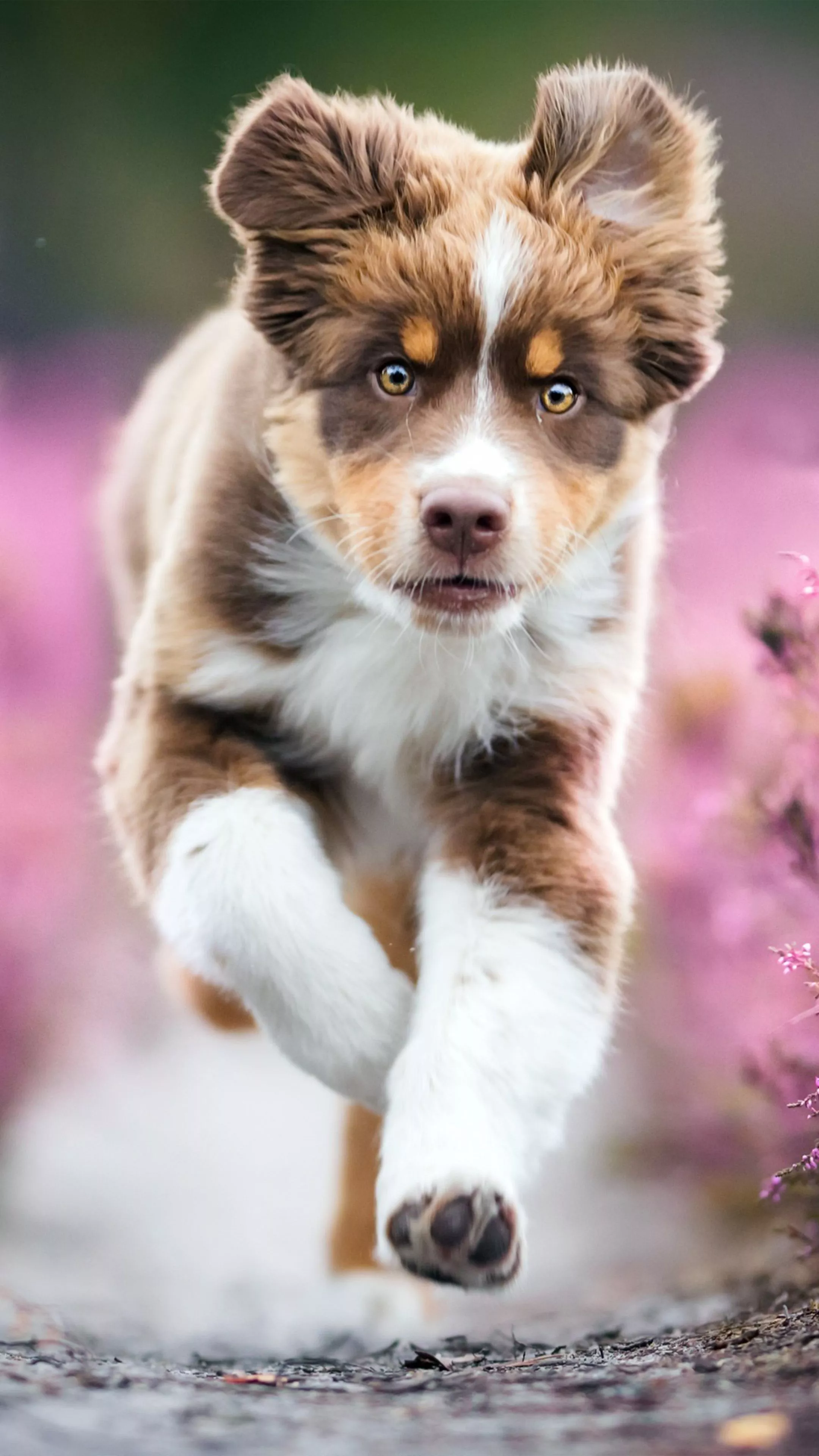Aussiedor Wallpaper