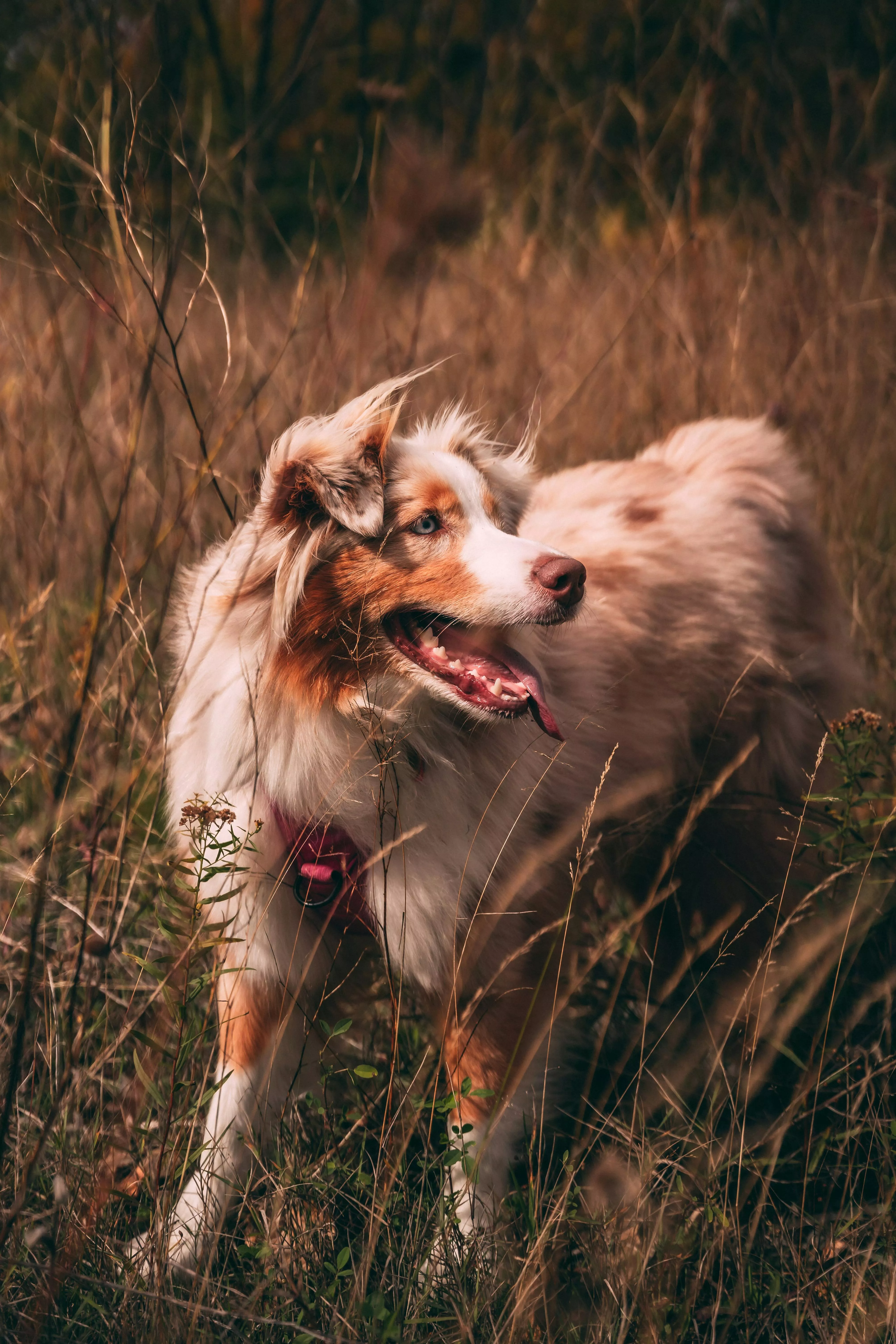Australian Shepherd Photo, Download