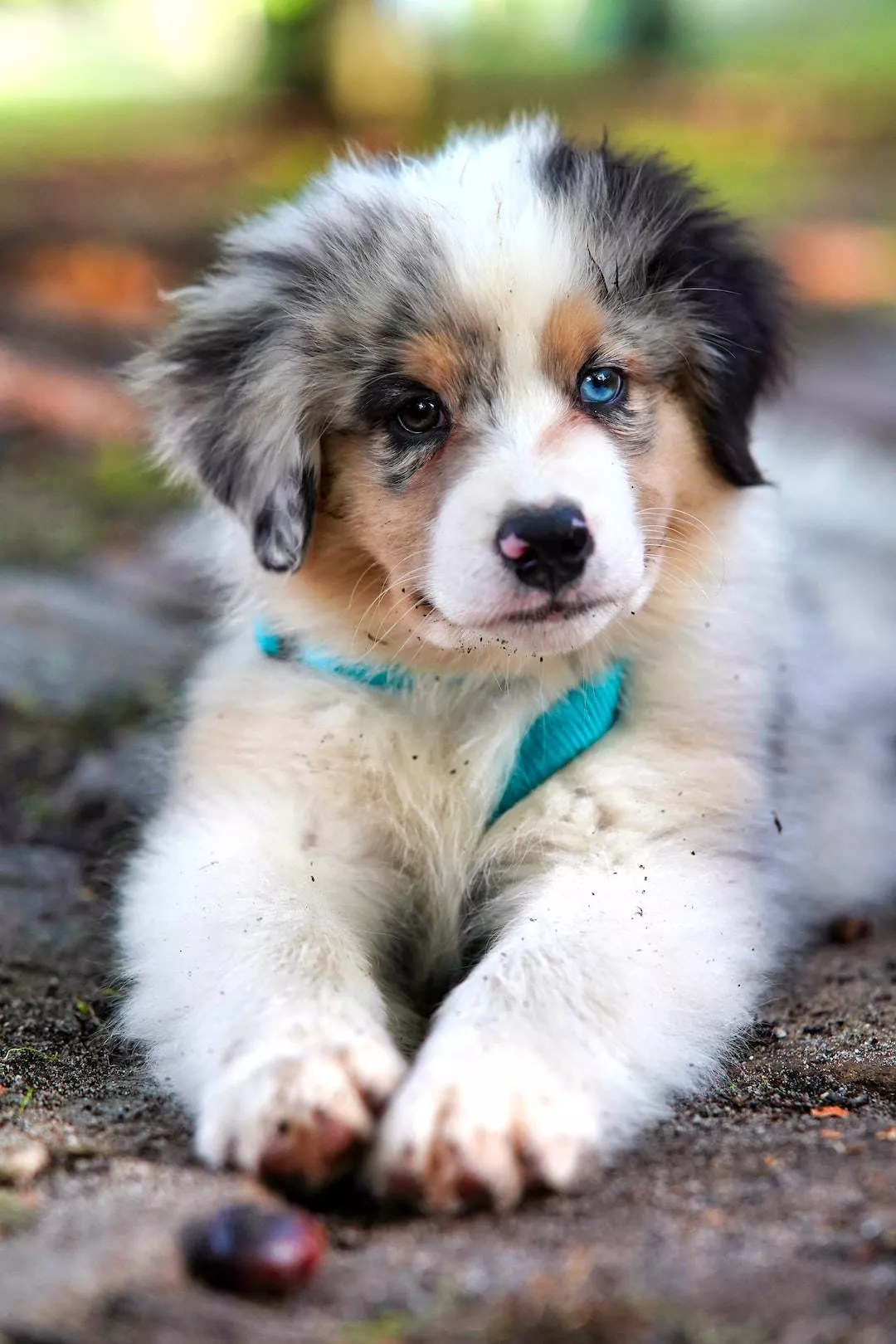 Australian Shepherd Puppy Dog On Ground