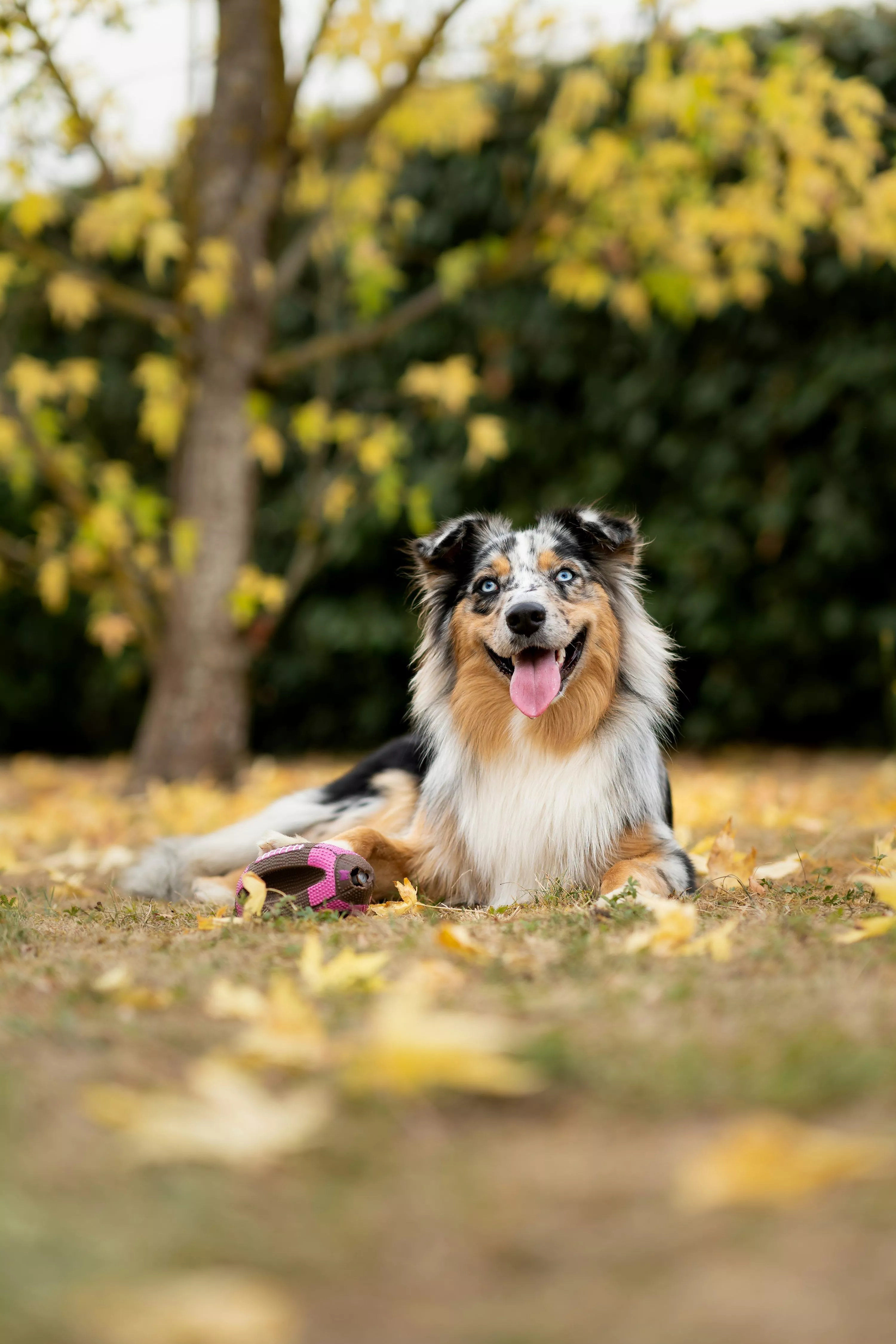 Australian Shepherd Picture. Download