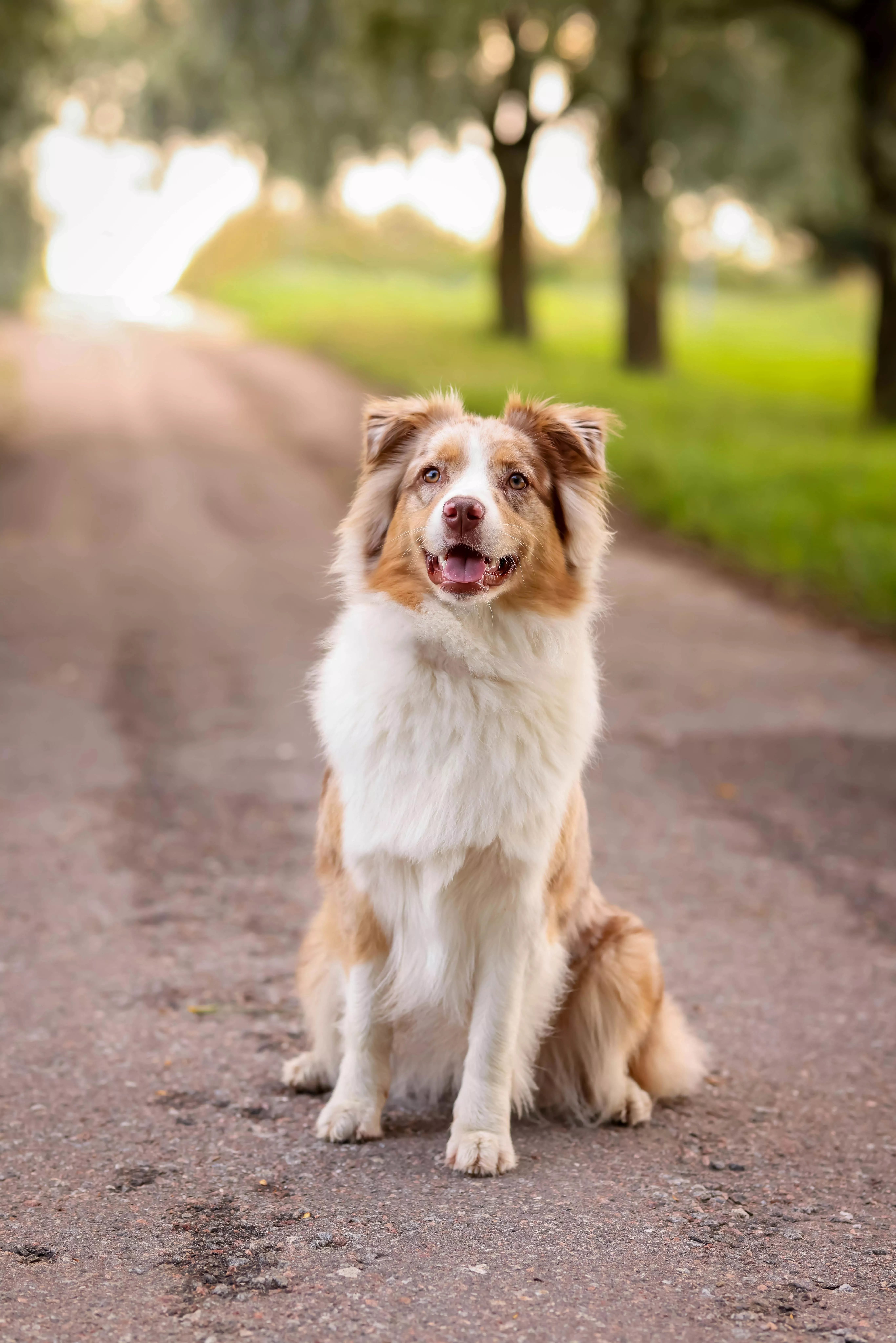 Australian Shepherd Sitting on Road
