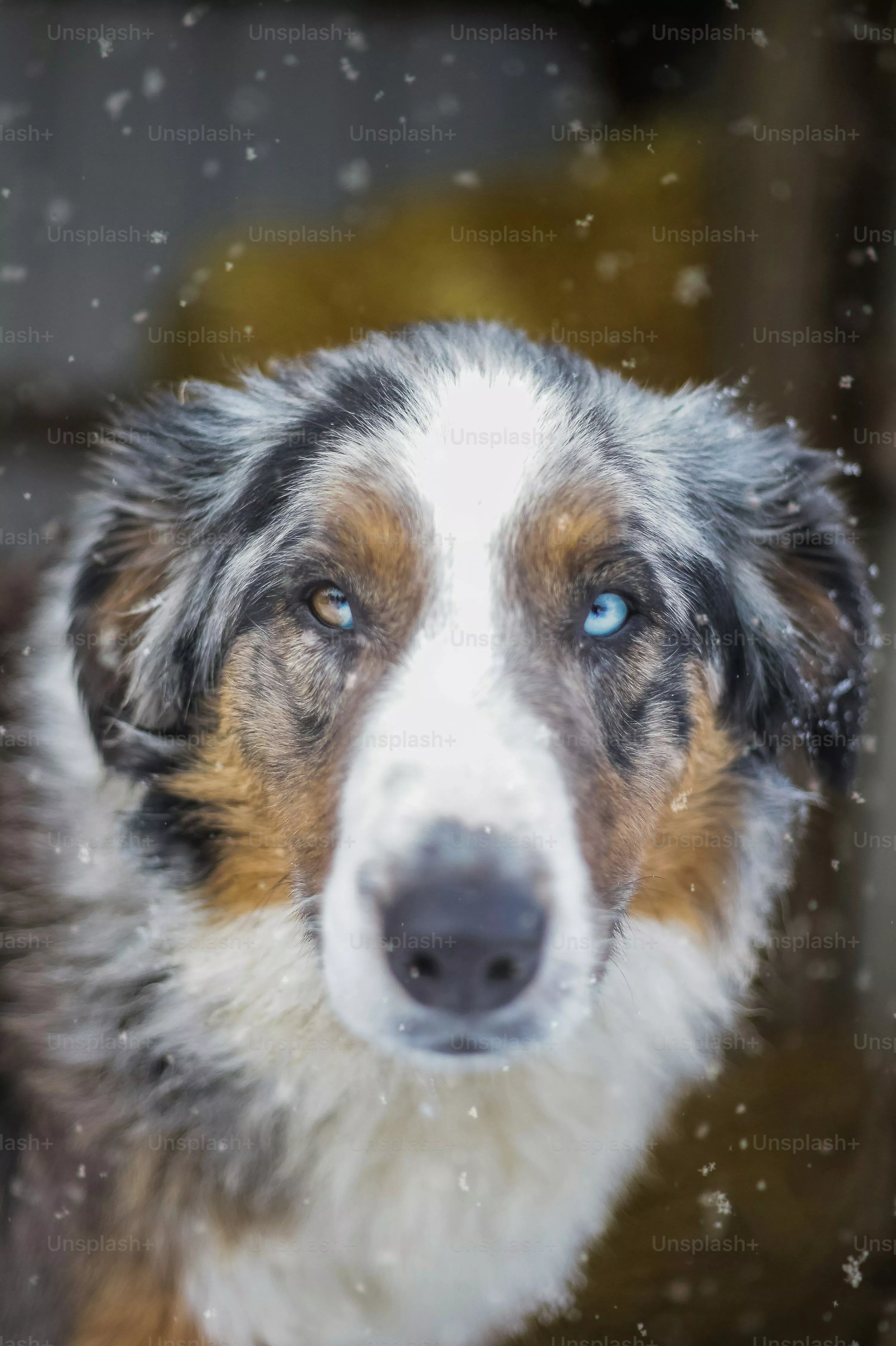 Australian Shepherd Picture. Download