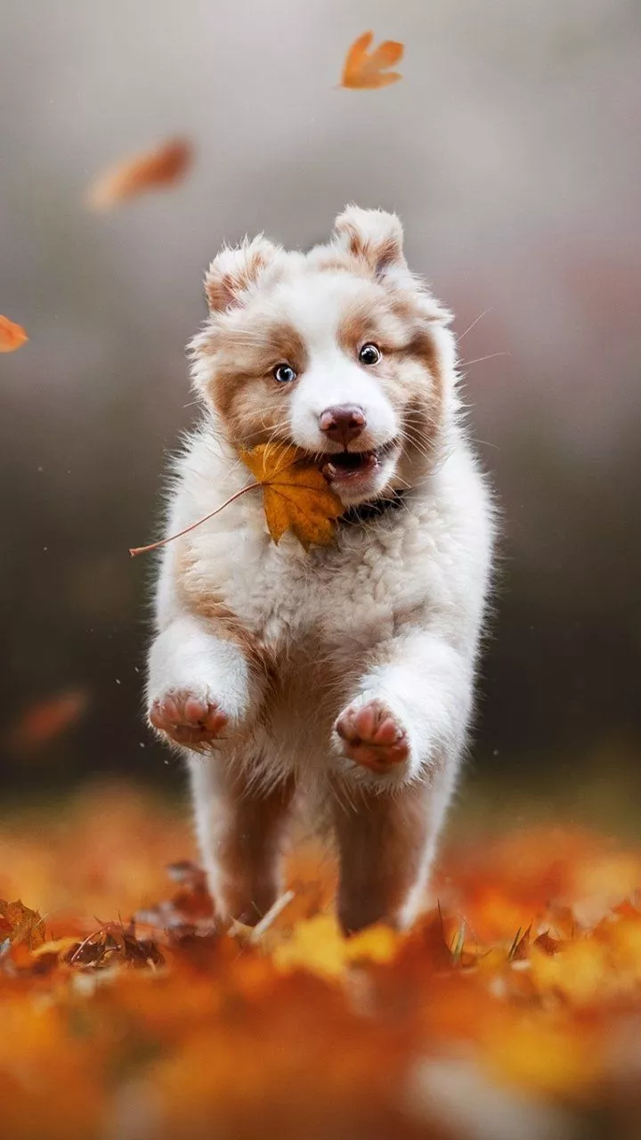 Download Puppy Baby Animal Fall Leaf