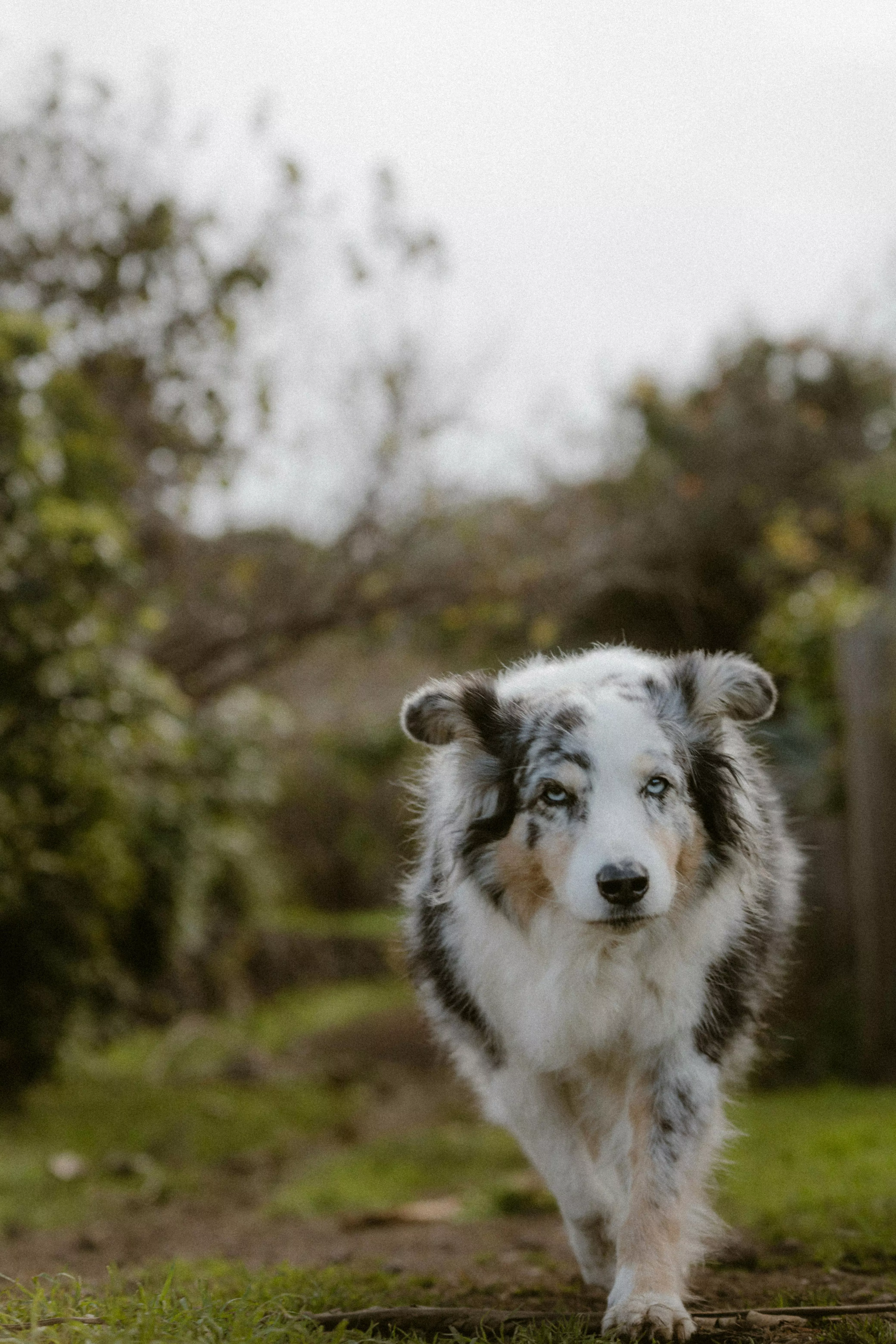 An Australian Shepherd Walking in a