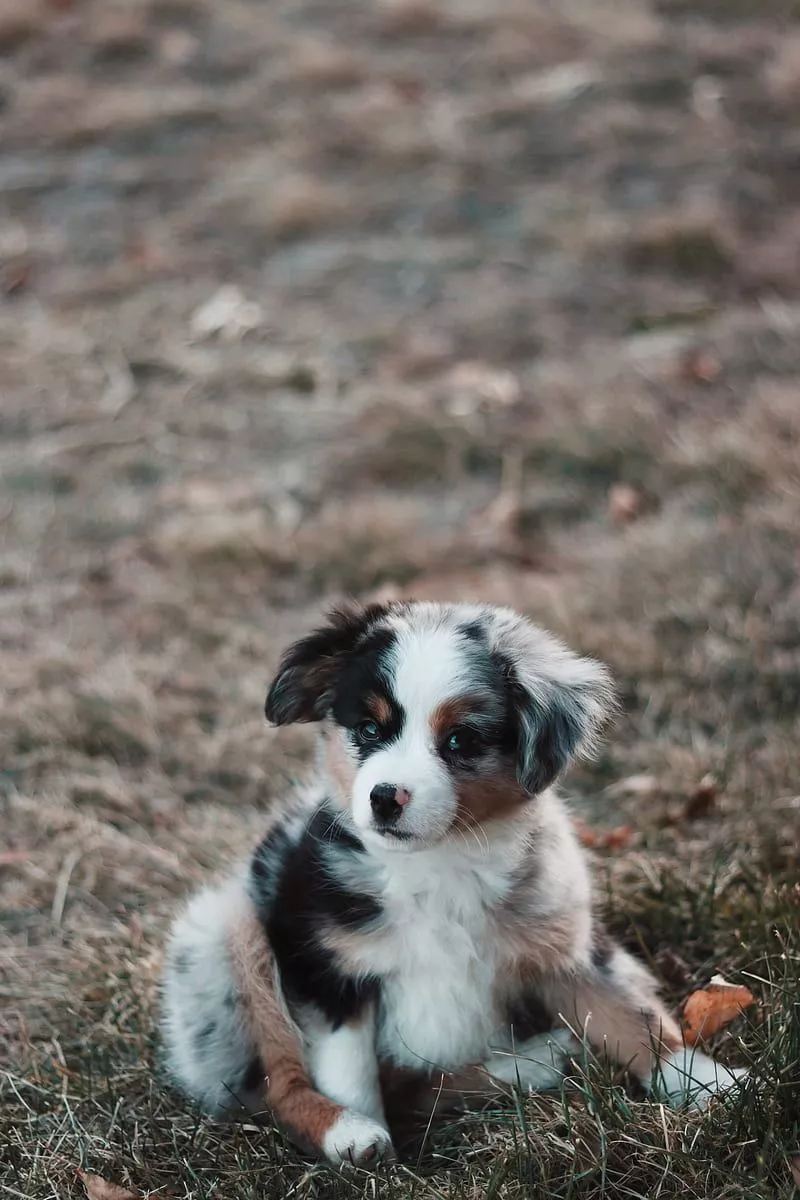 australian shepherd puppy wallpaper