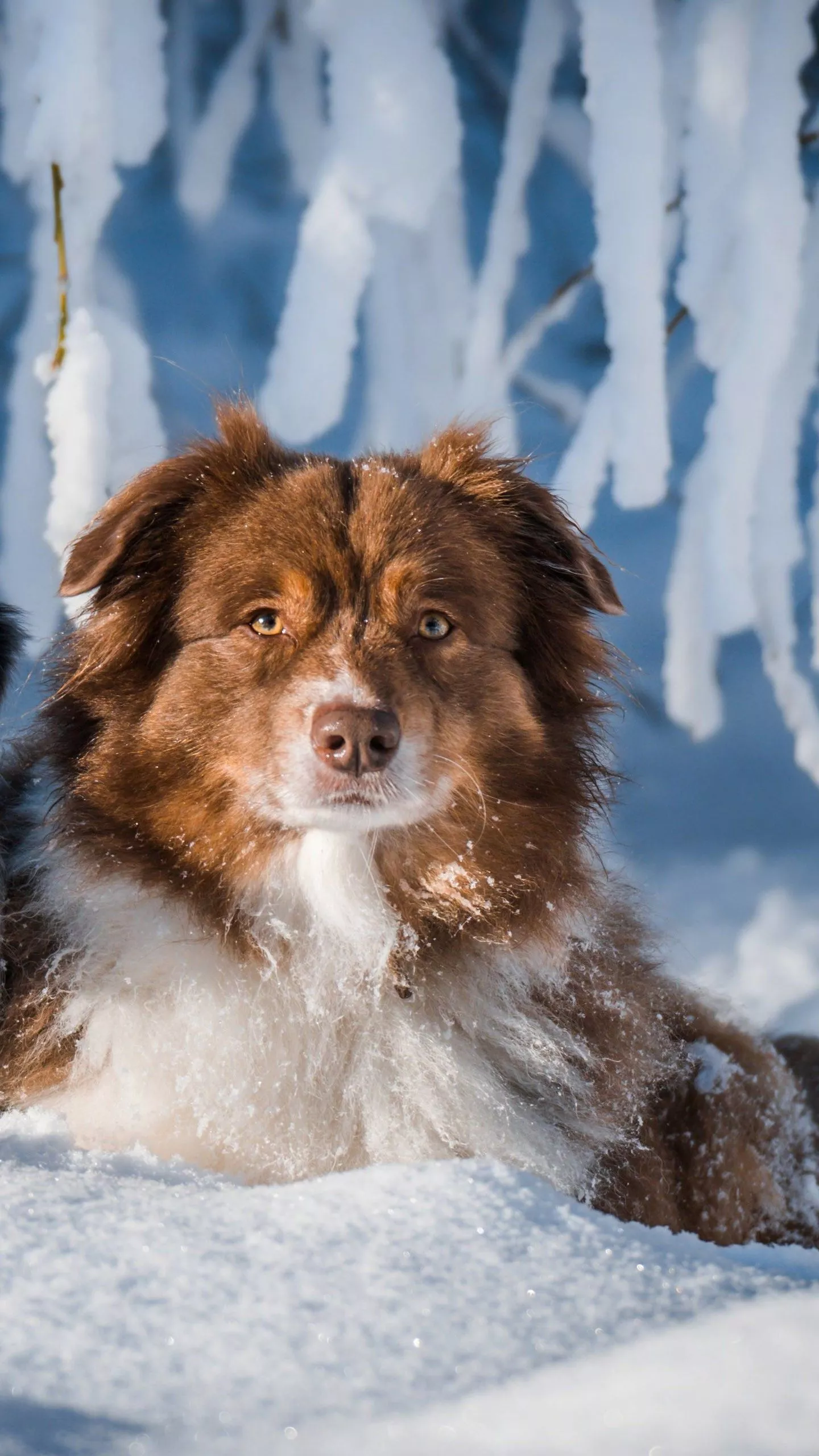 Australian Shepherd Dogs Are Sitting On