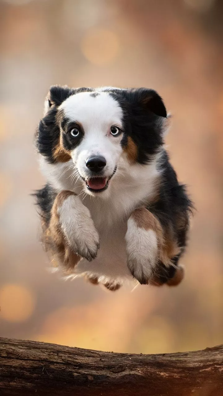 Download Dog Animal Australian Shepherd