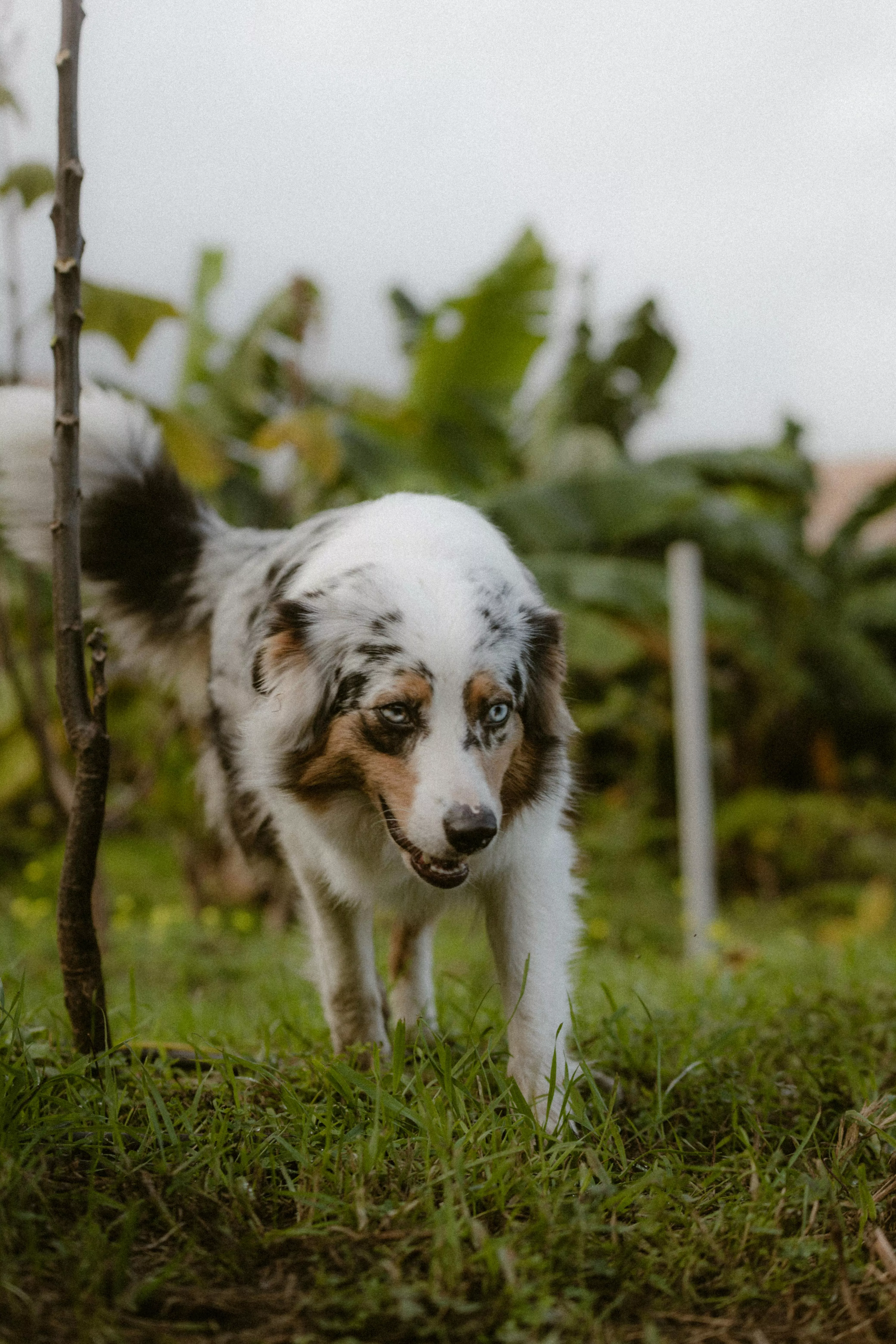 Walking Australian Shepherd · Free