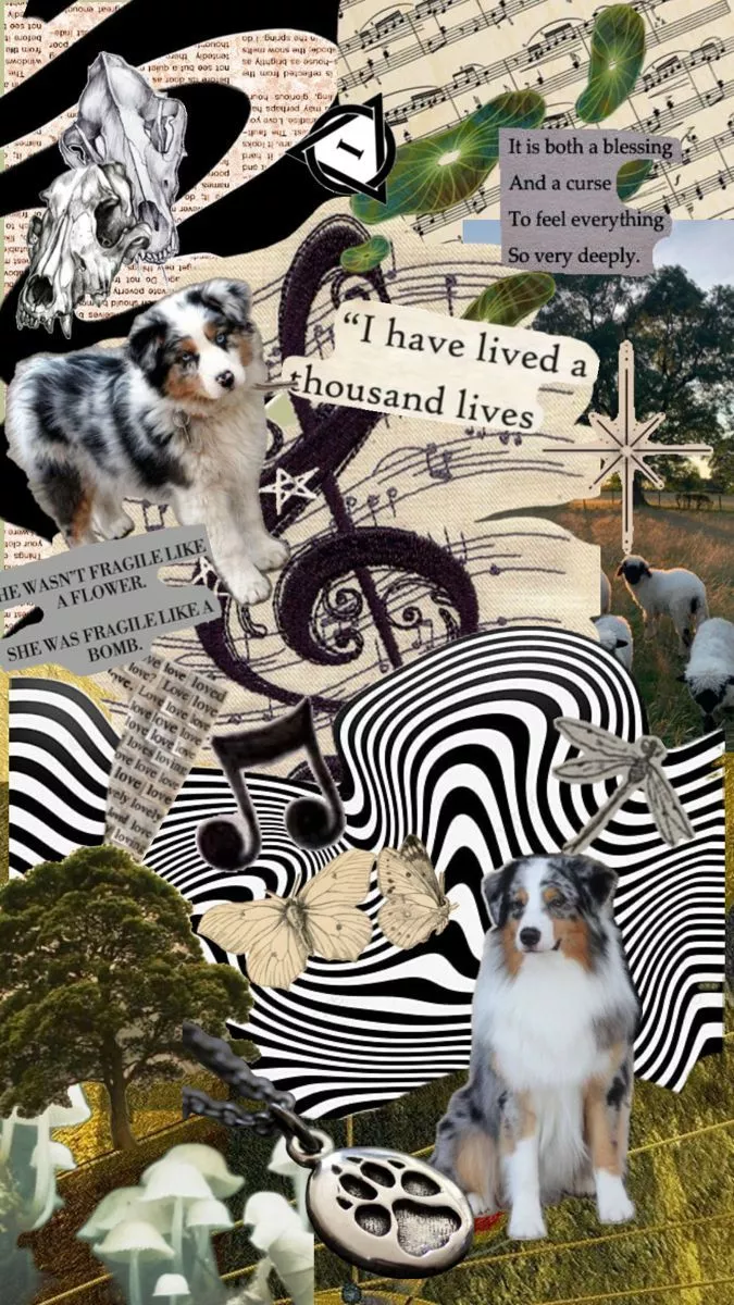 Australian Shepherd therian wallpaper
