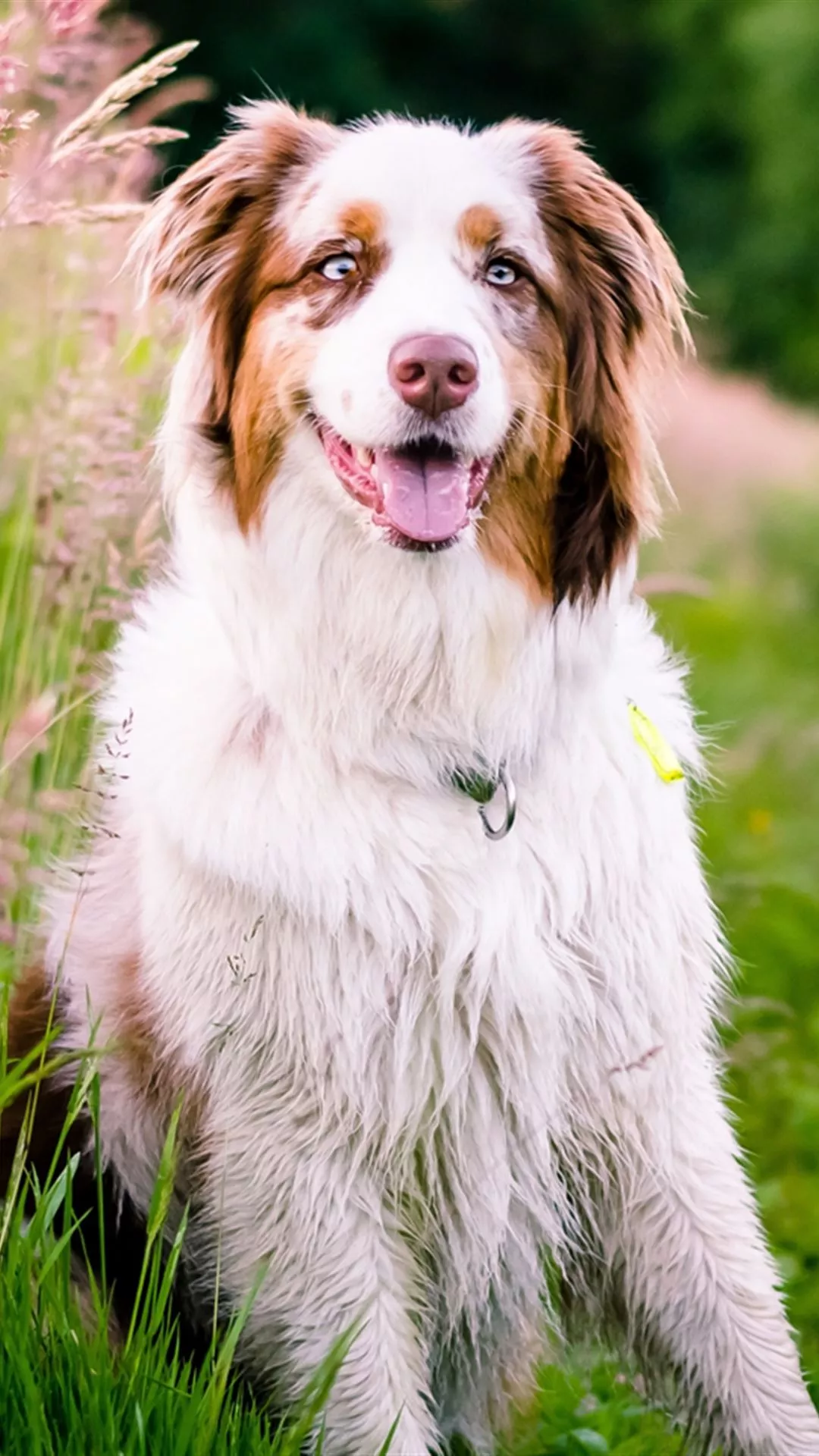 Best Australian shepherd iPhone 4s HD