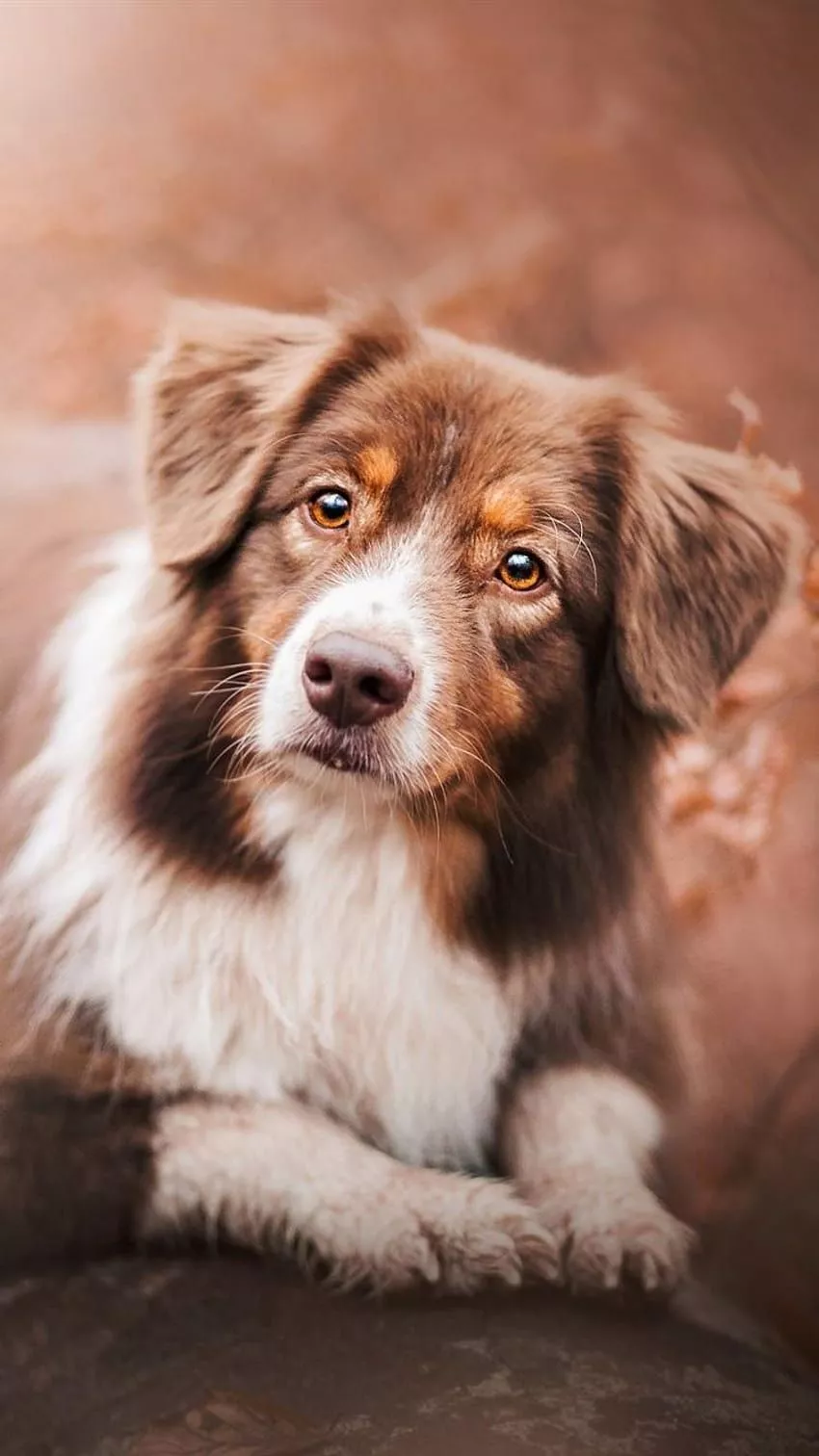 Australian shepherd iphone HD