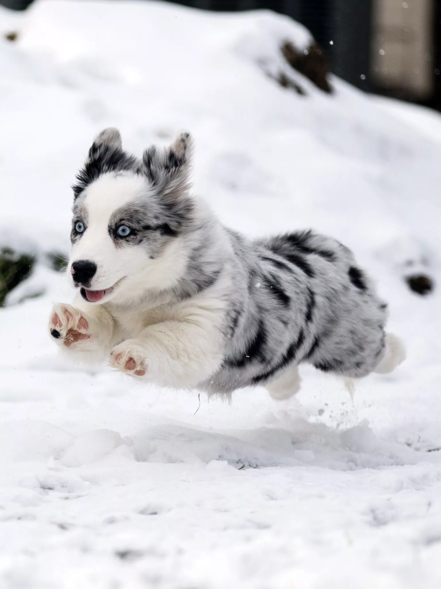 Australian Shepherd phone wallpaper HD