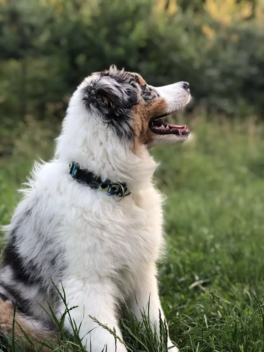 australian shepherd dog 1080P