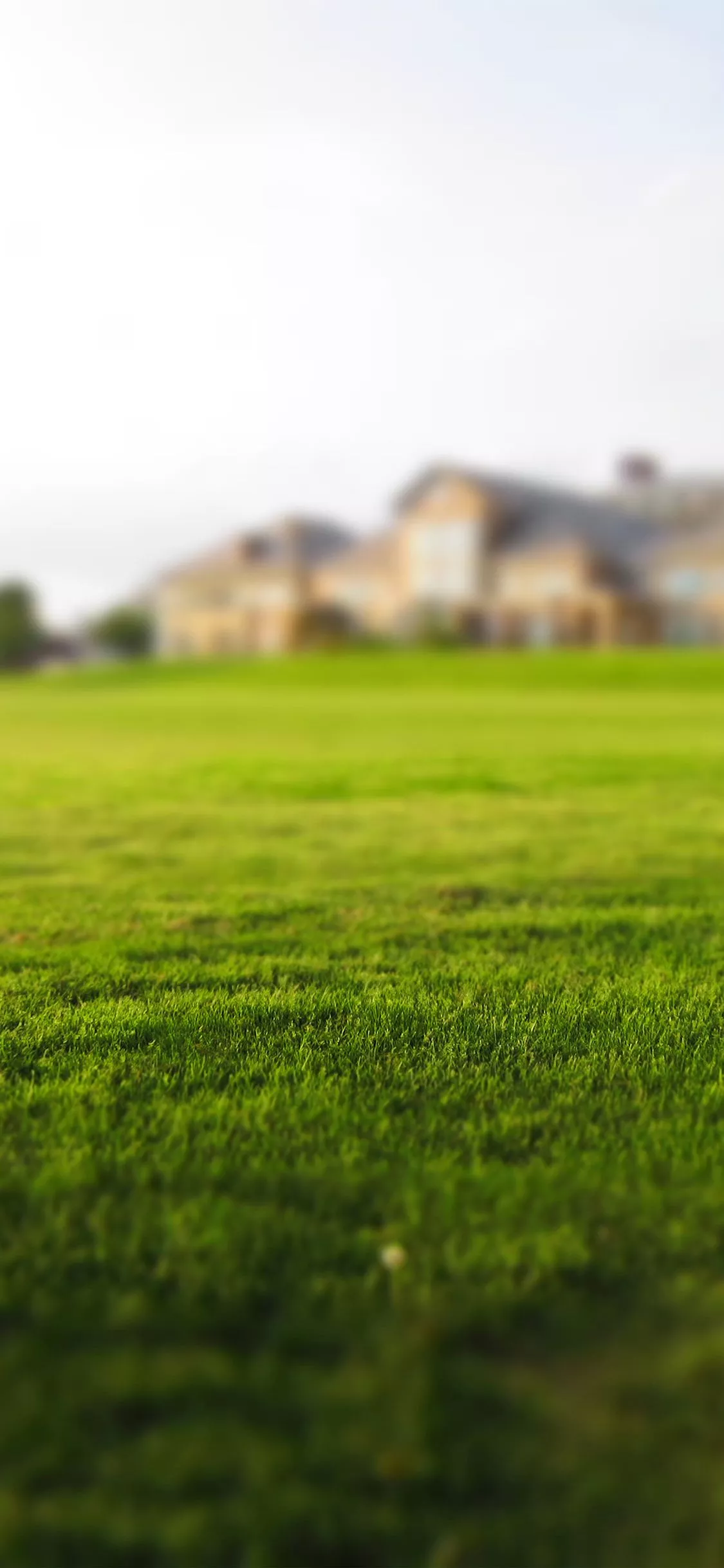 Garden Nature Green Lawn Wallpaper