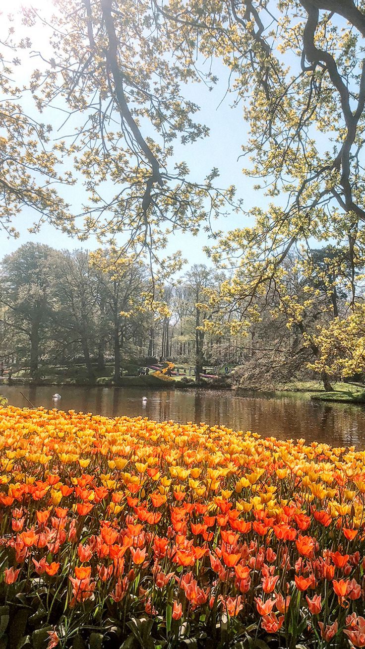 Keukenhof Gardens Tulips // iPhone