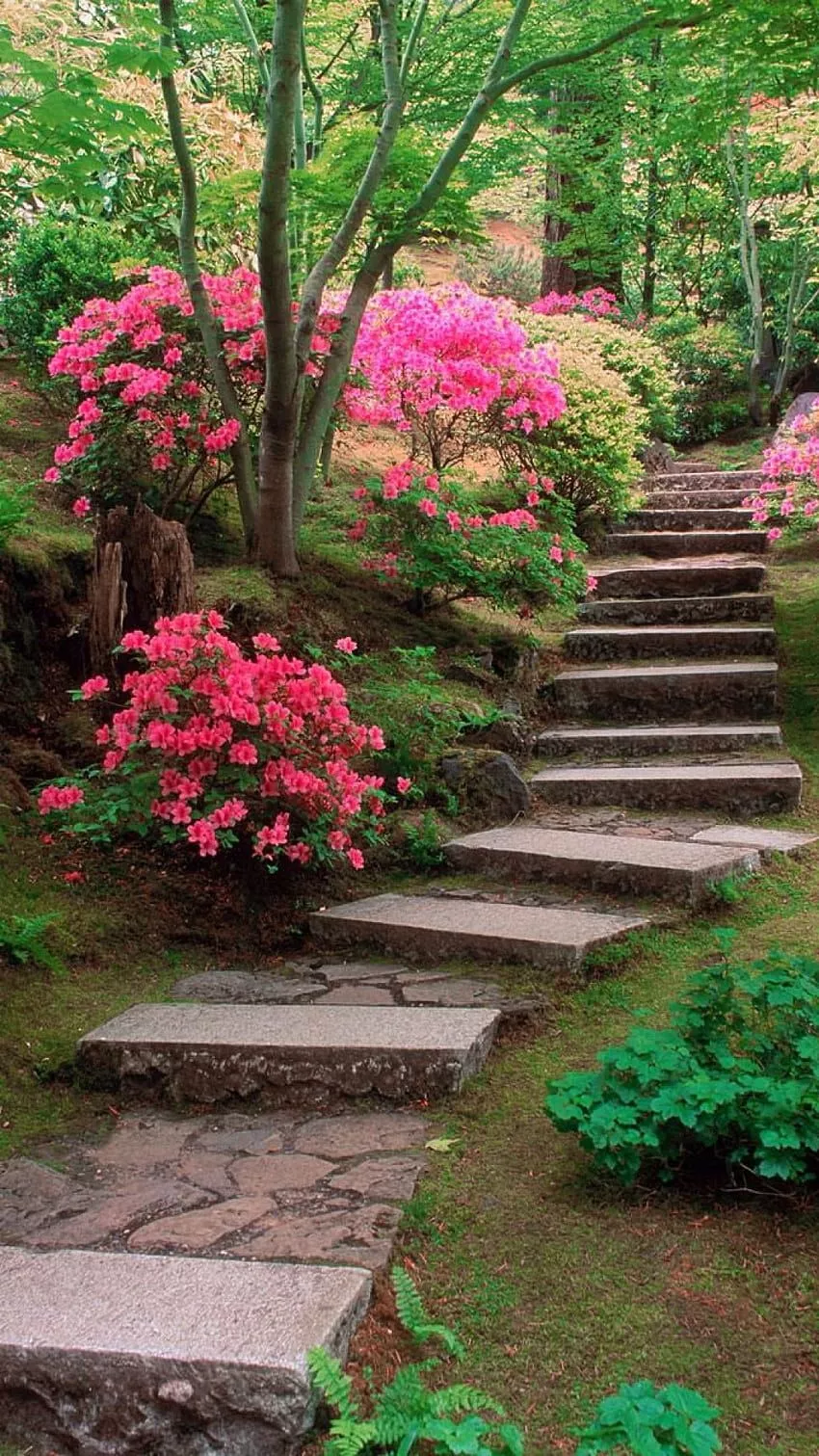 Awesome HD phone wallpaper