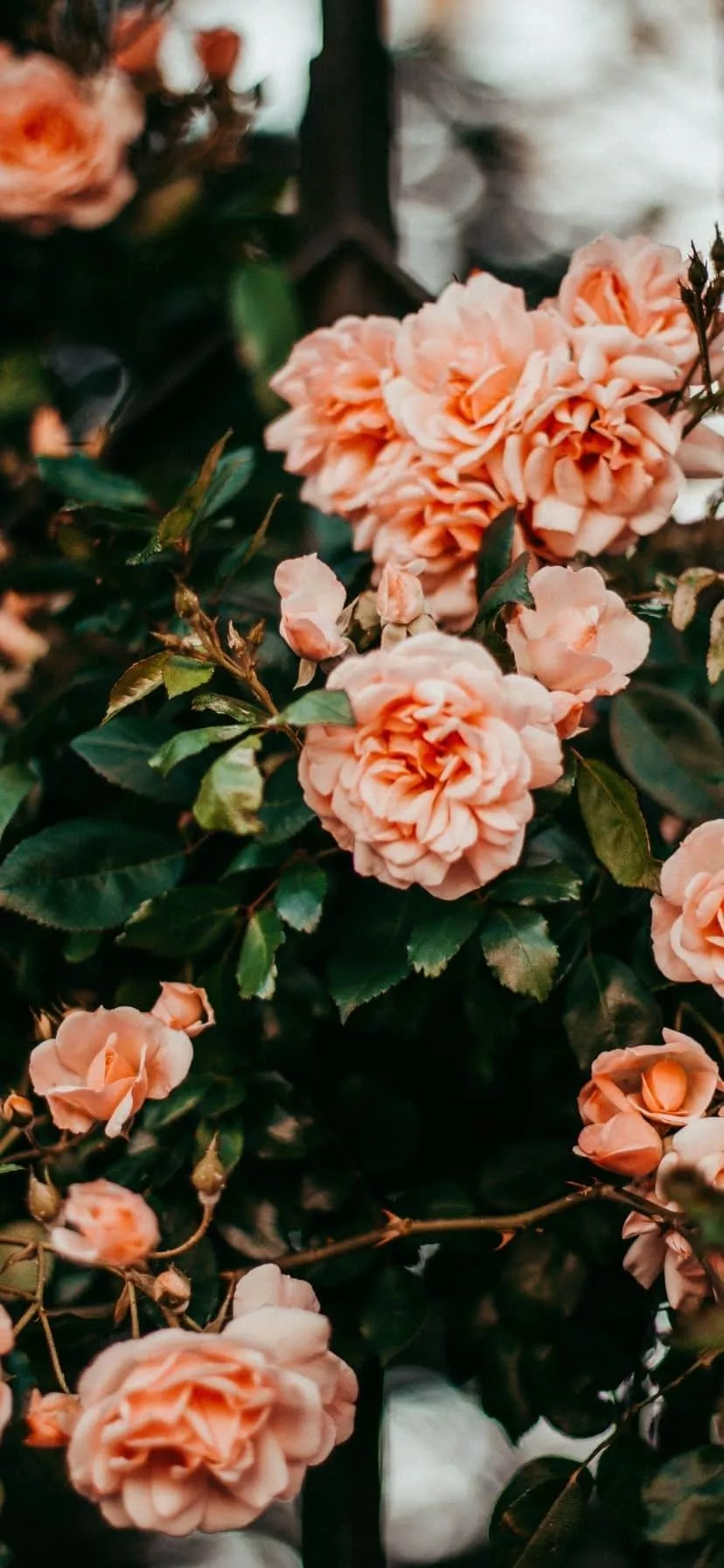 Roses Iphone Wallpaper 37