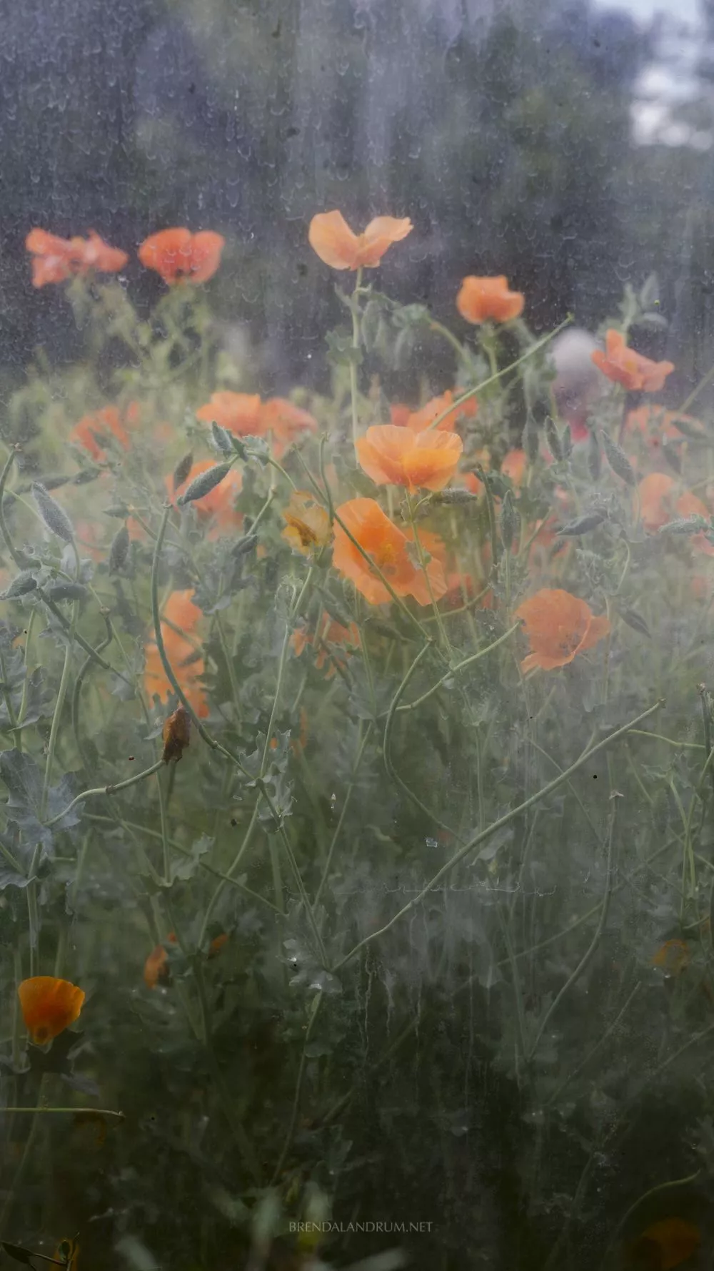 Botanic Garden iPhone Wallpaper