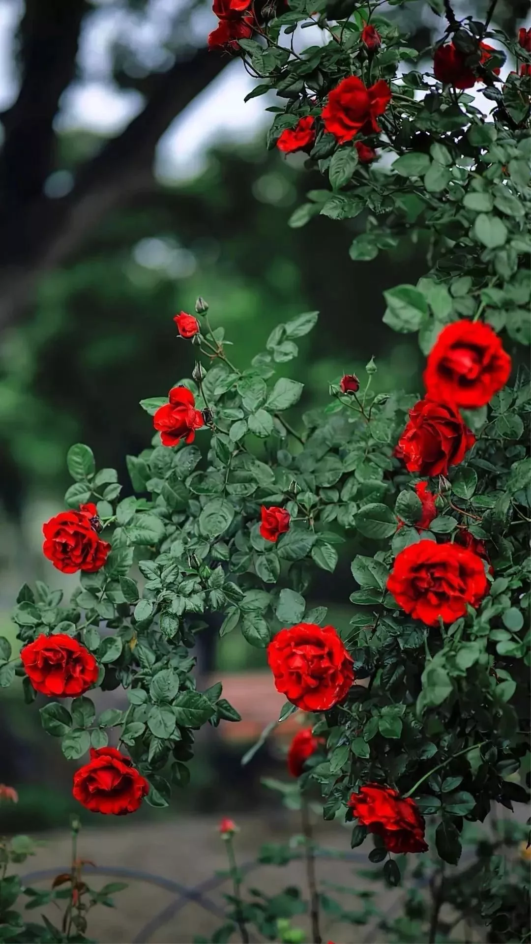 karan iPhone Wallpaper, Live