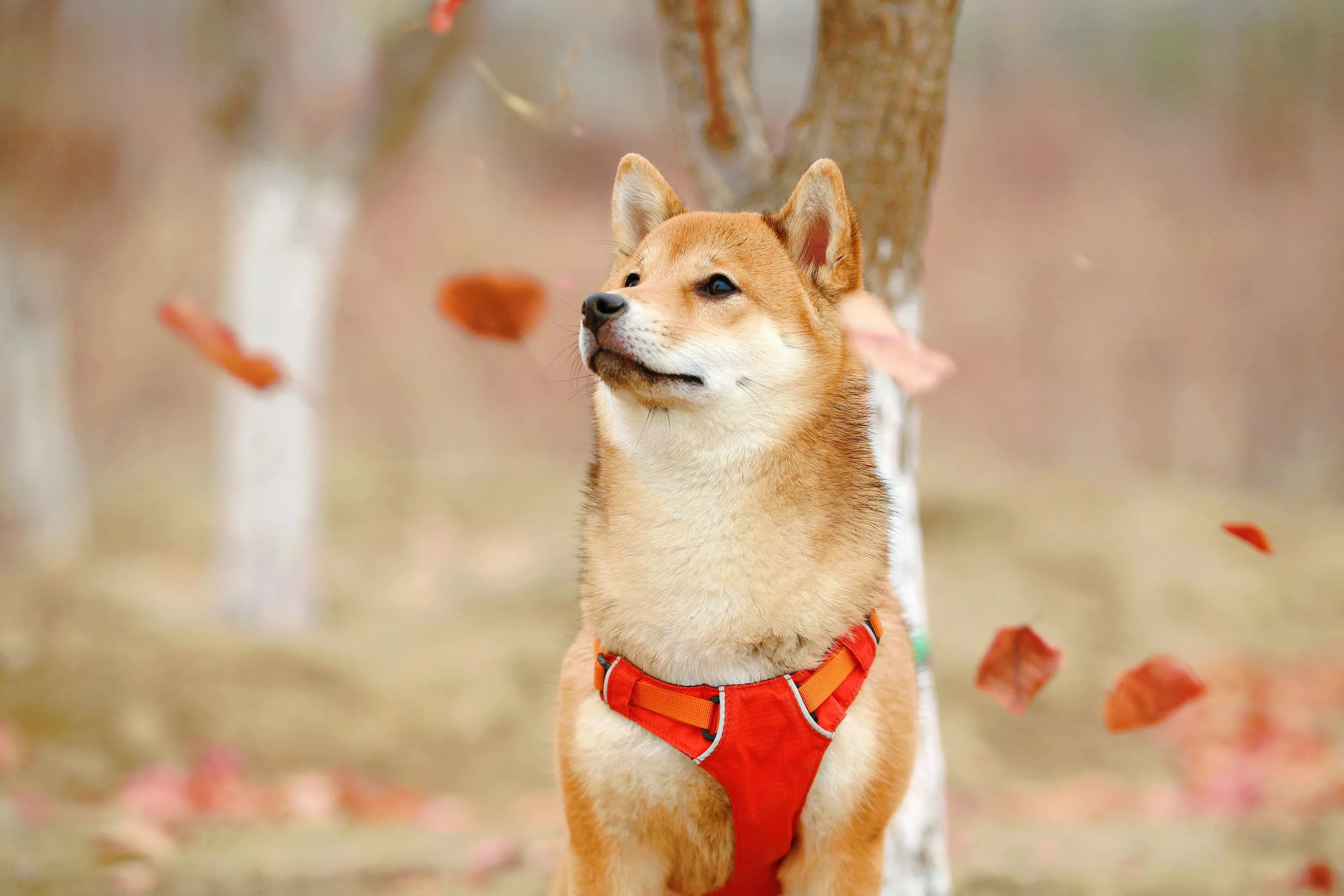 Shiba Inu Picture. Download