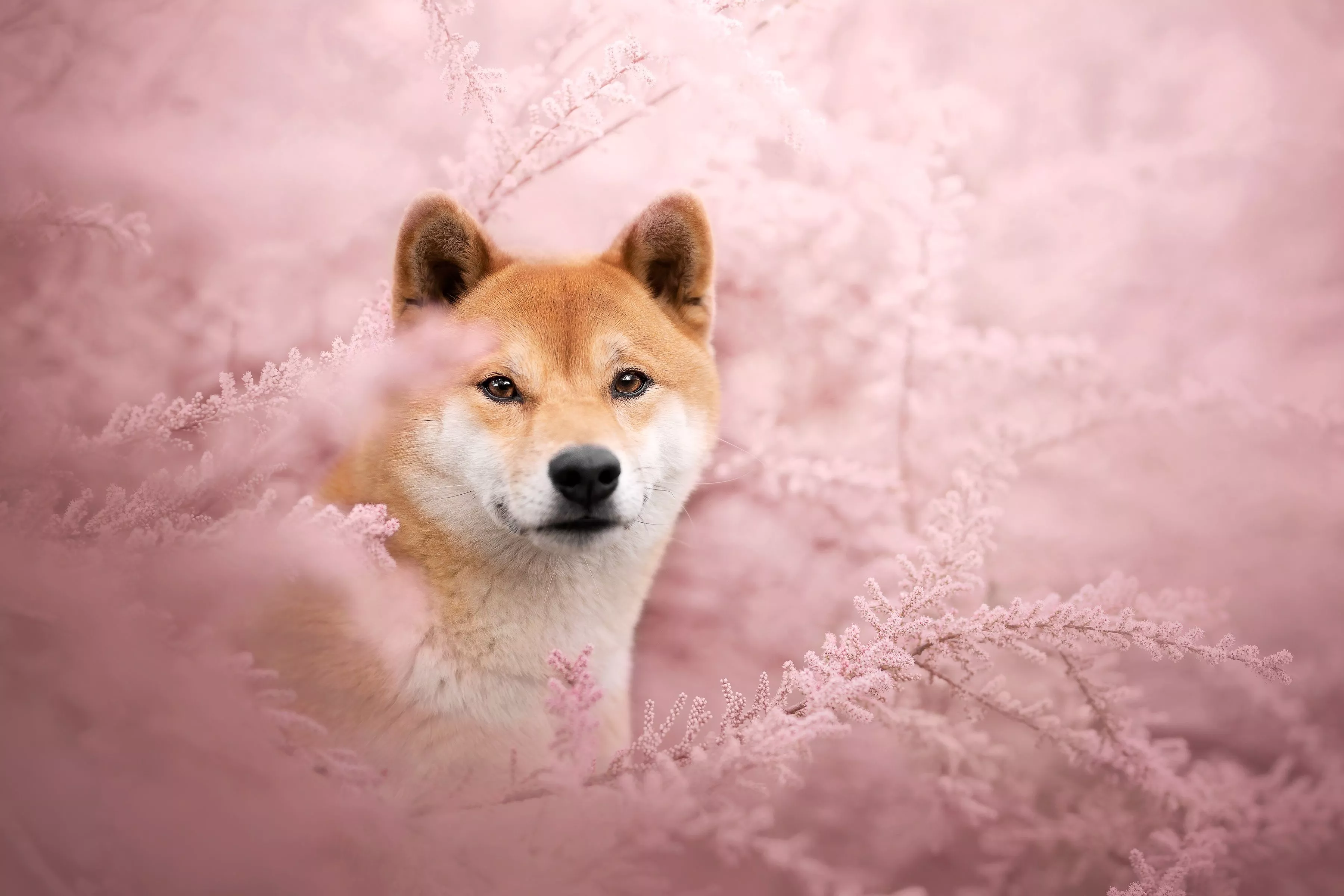 Download Animal Shiba Inu HD Wallpaper