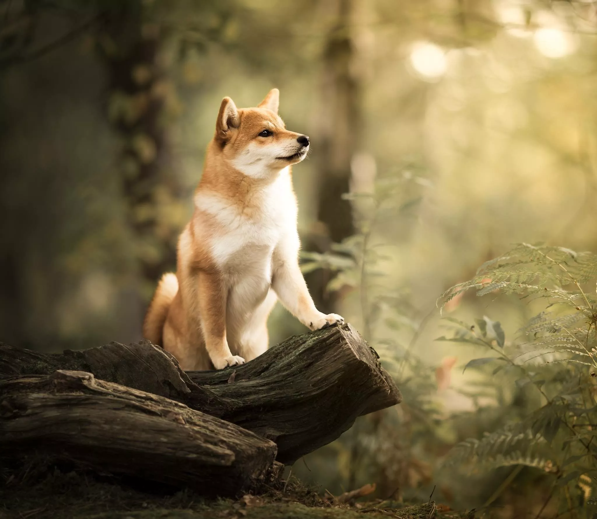 Wallpaper forest, dog, snag, bokeh