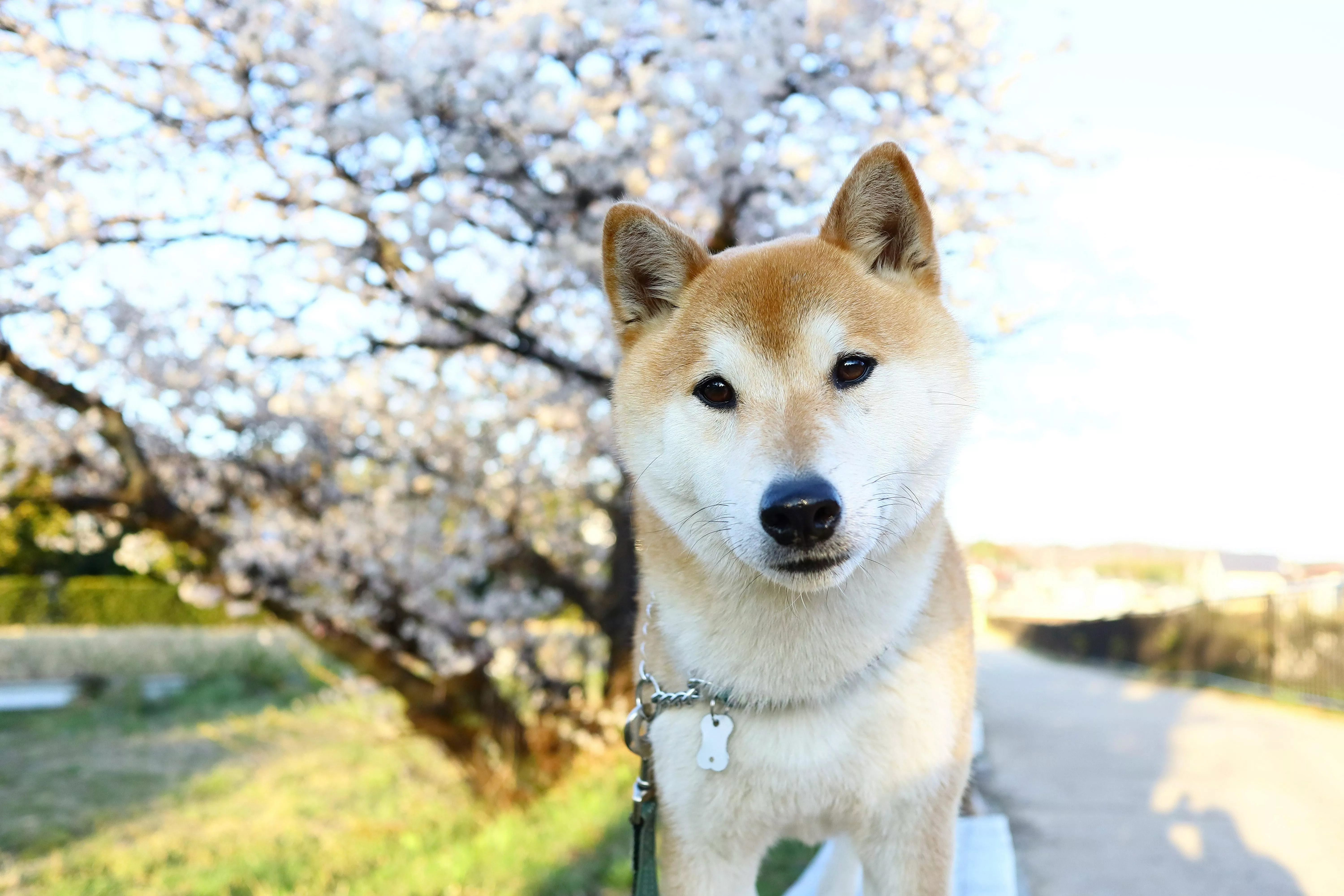 Shiba Inu Dog · Free