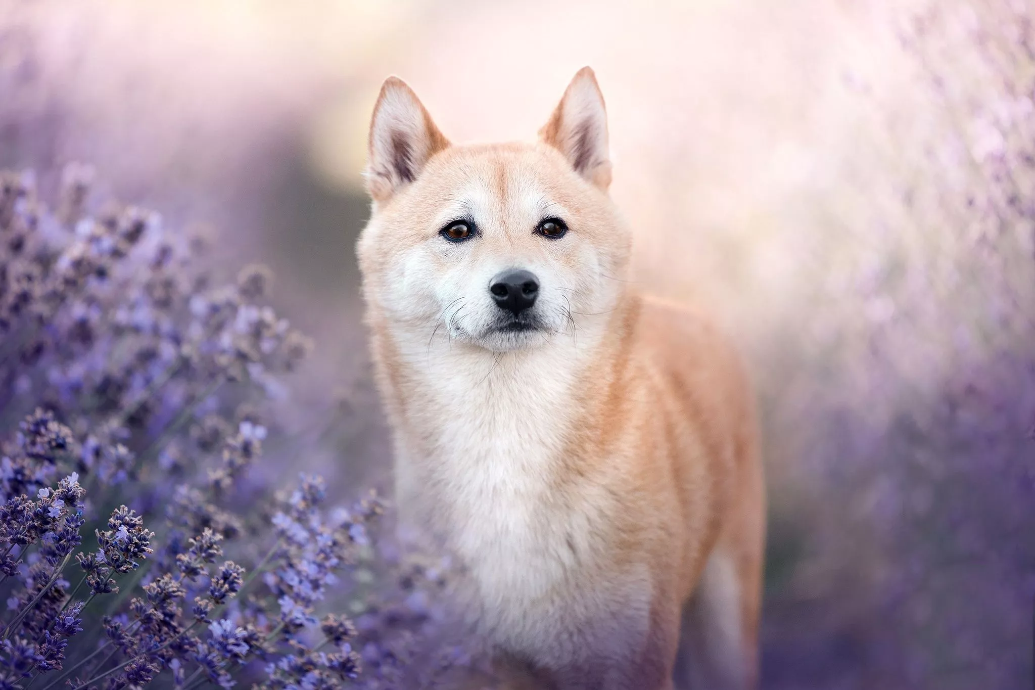look, face, dog, lavender, Shiba inu