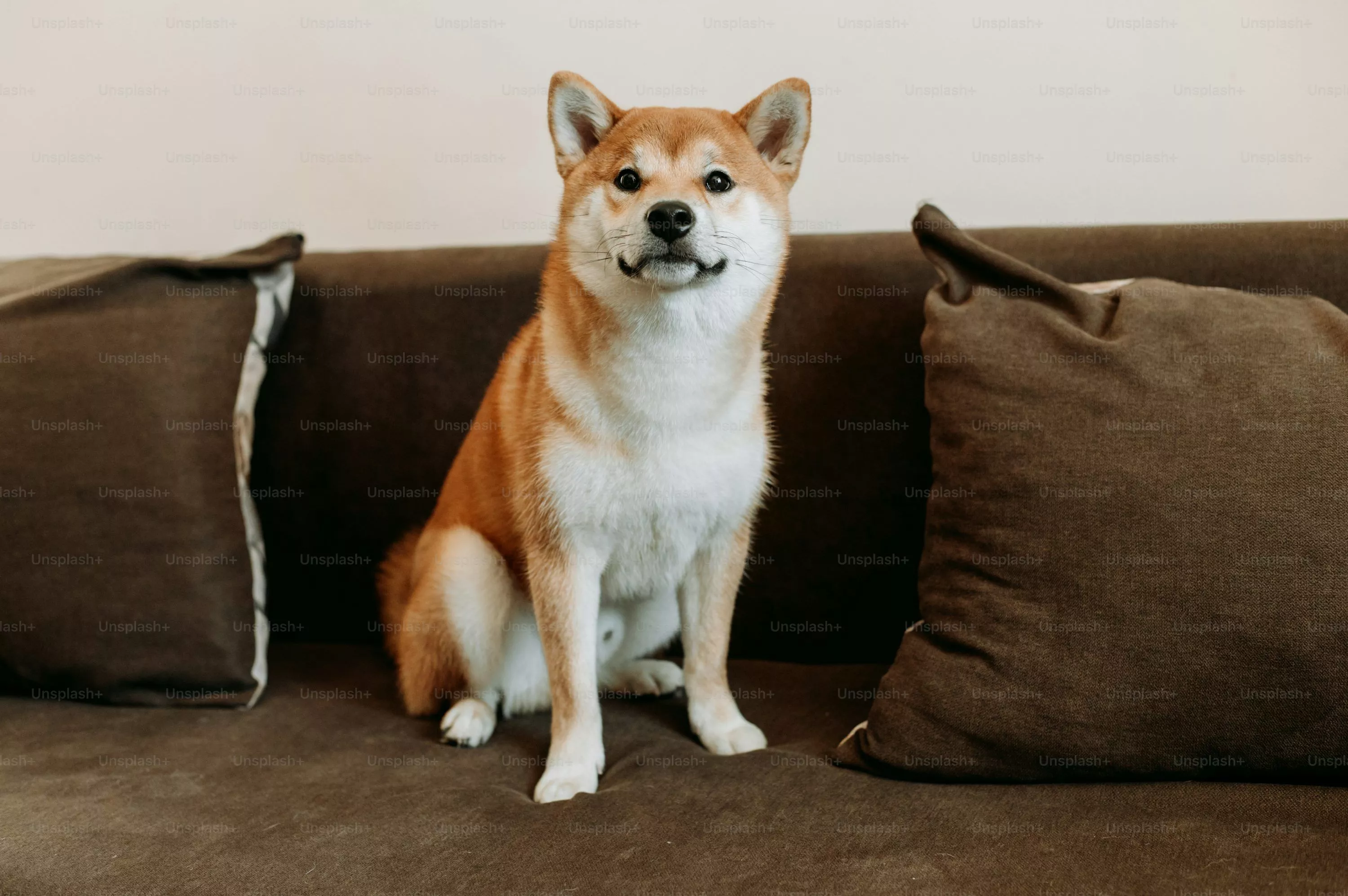 Shiba Inu Picture. Download