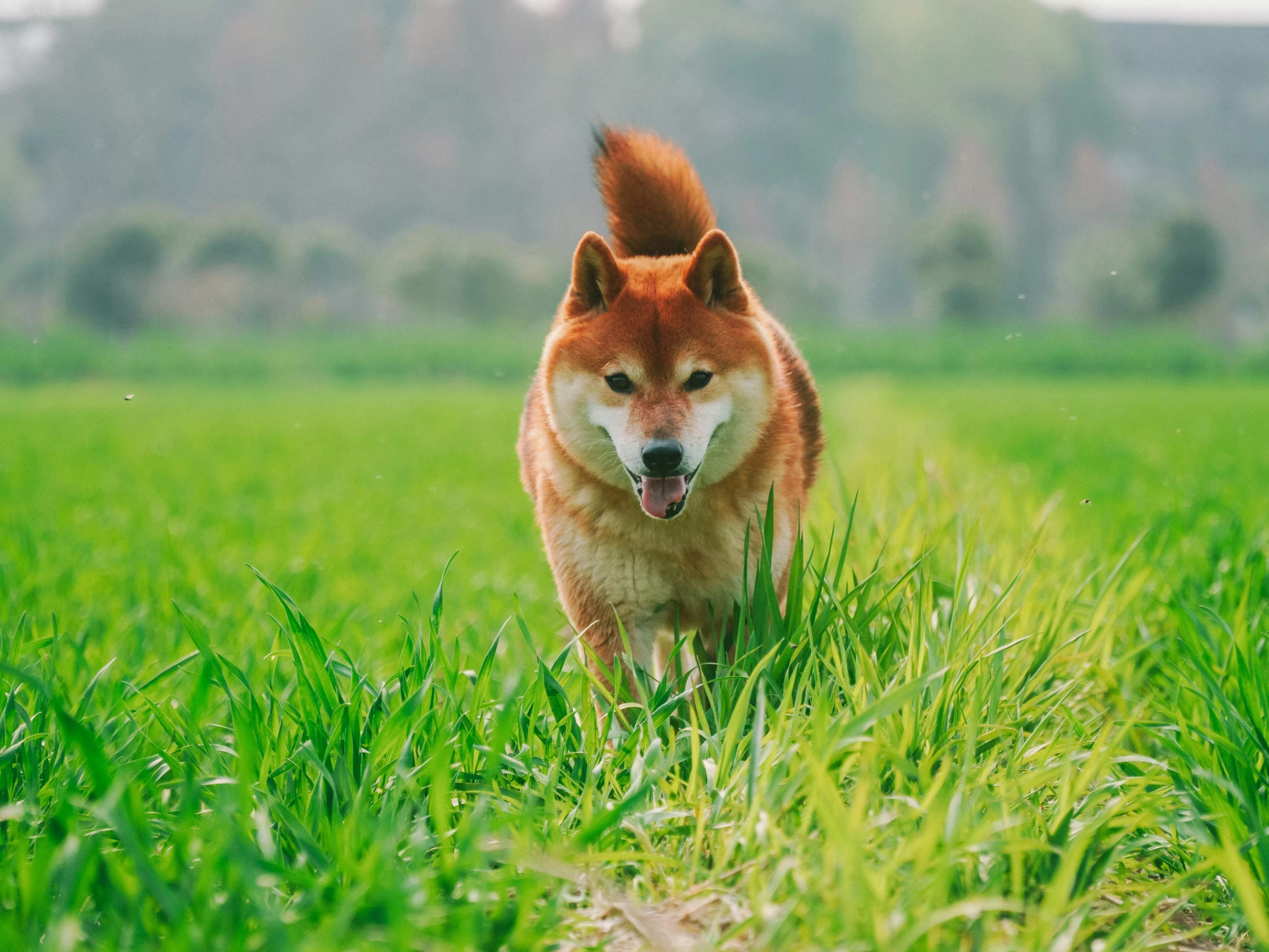Shiba Inu Dog on Field · Free