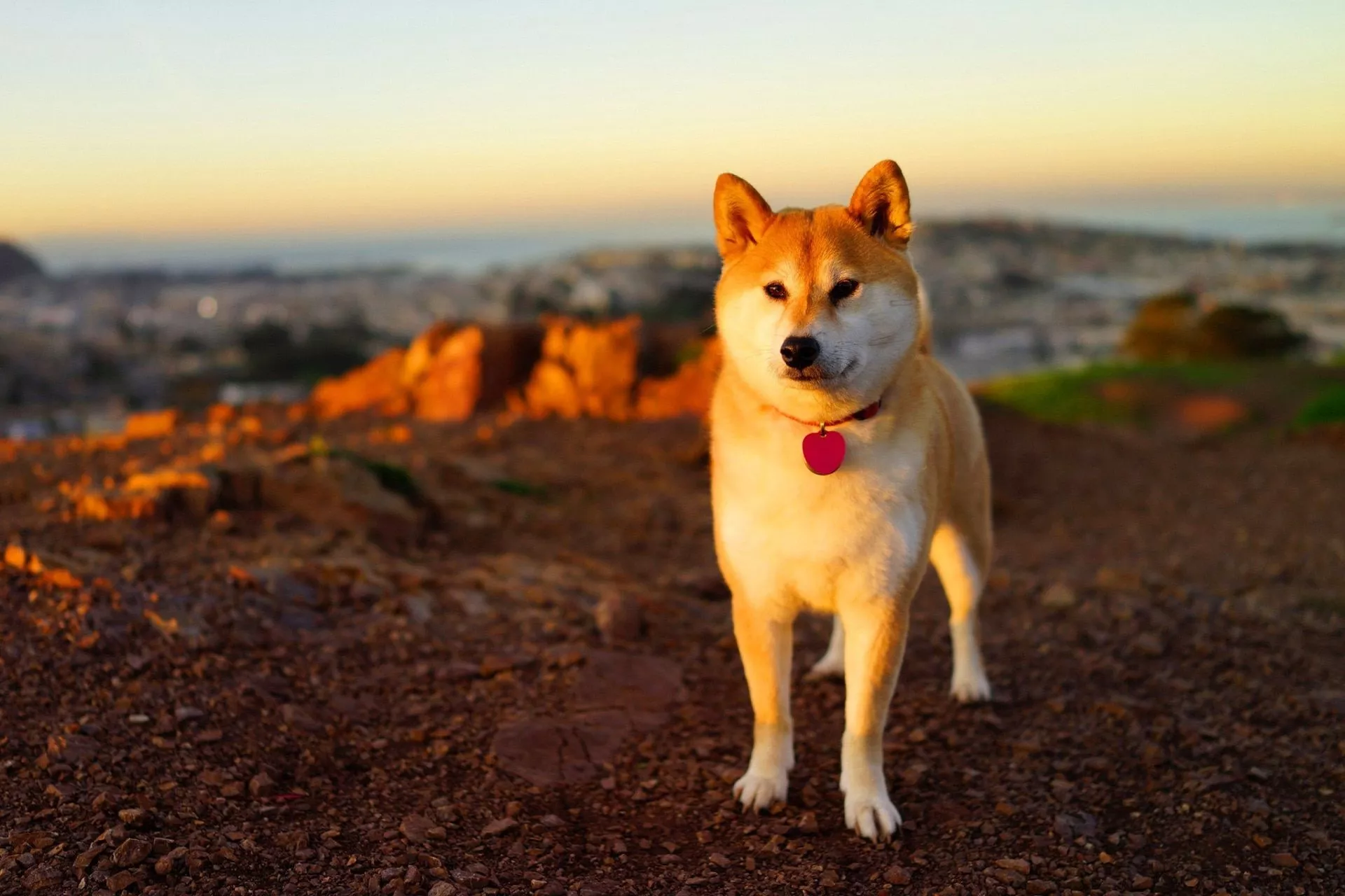 Steam Workshop::Shiba Inu Wallpaper