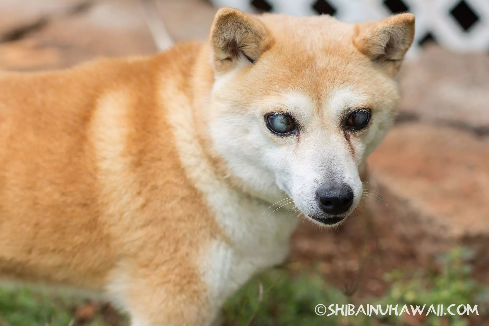 Shiba Inu Blue Eyes 2025