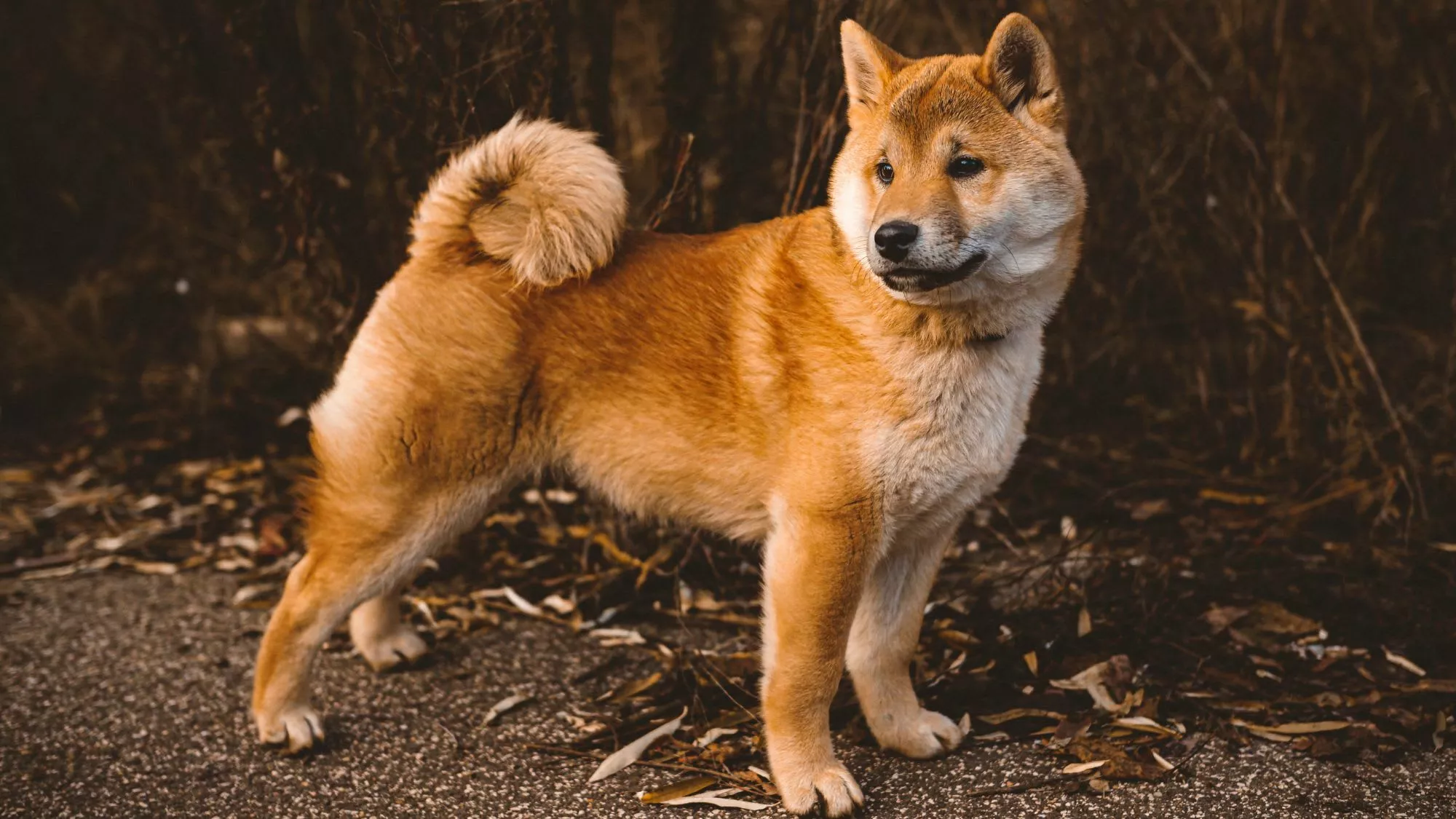 Shiba Inu Dogs: Breed Traits