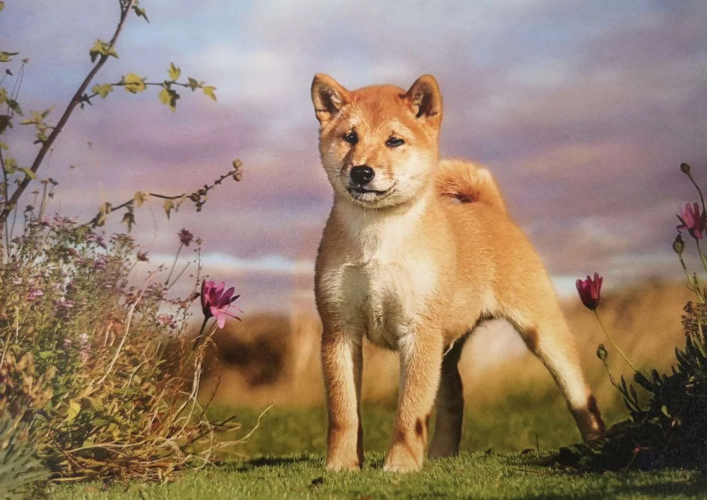 Shiba Inu for our