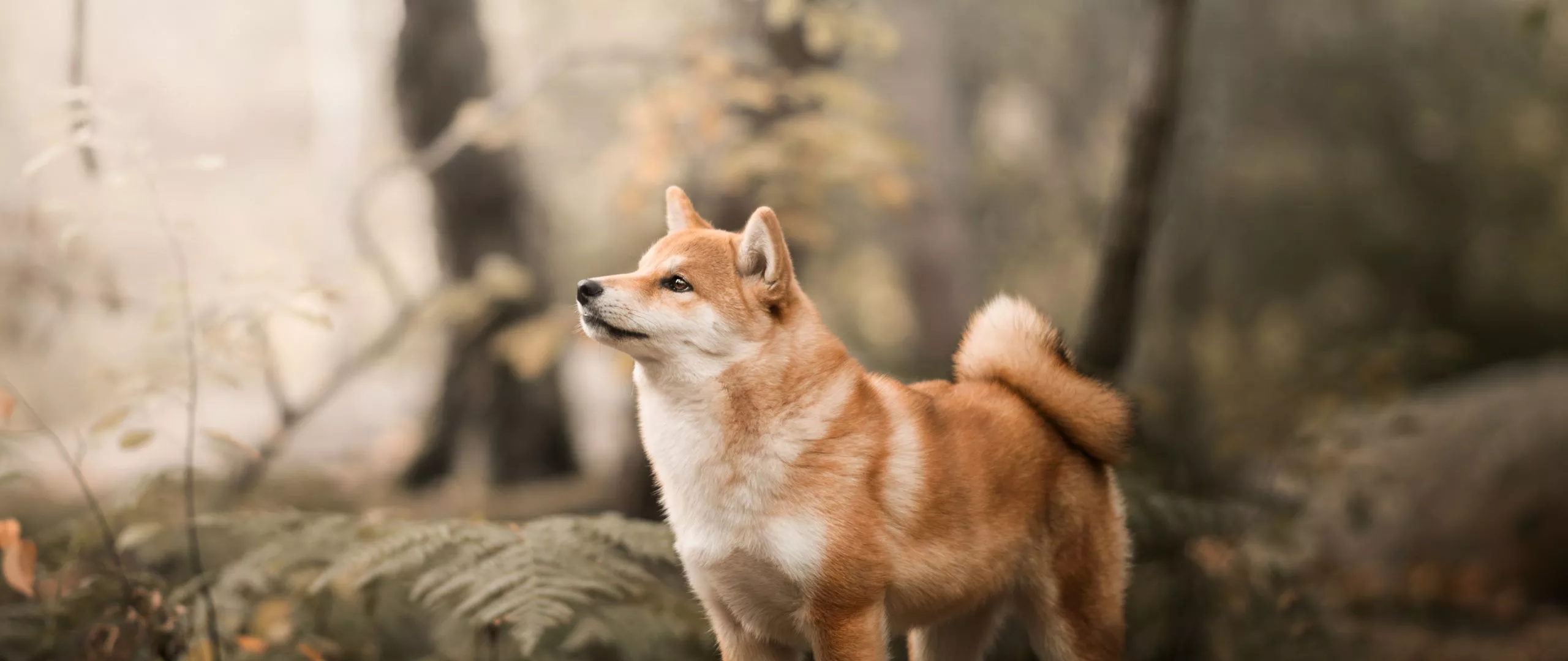 Download wallpaper 2560x1080 shiba inu