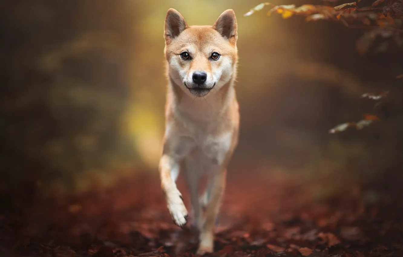 Shiba Inu Nature 2025