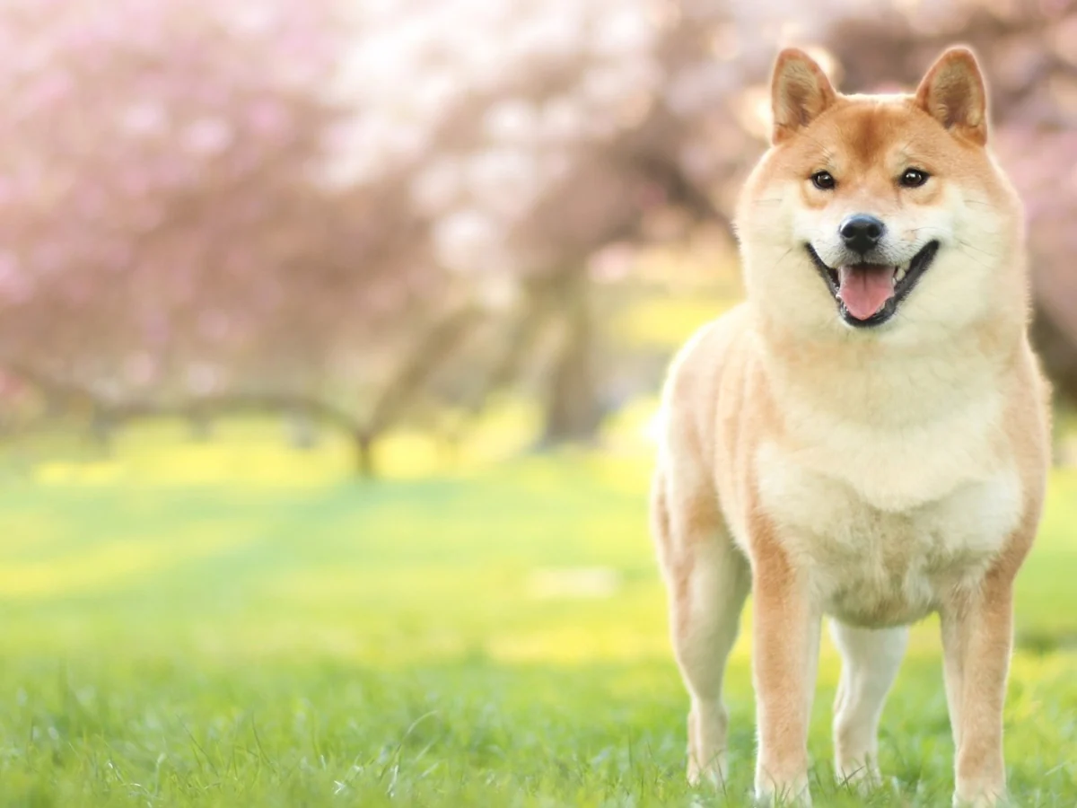 The Ultimate Shiba Inu Guide, Behaviour
