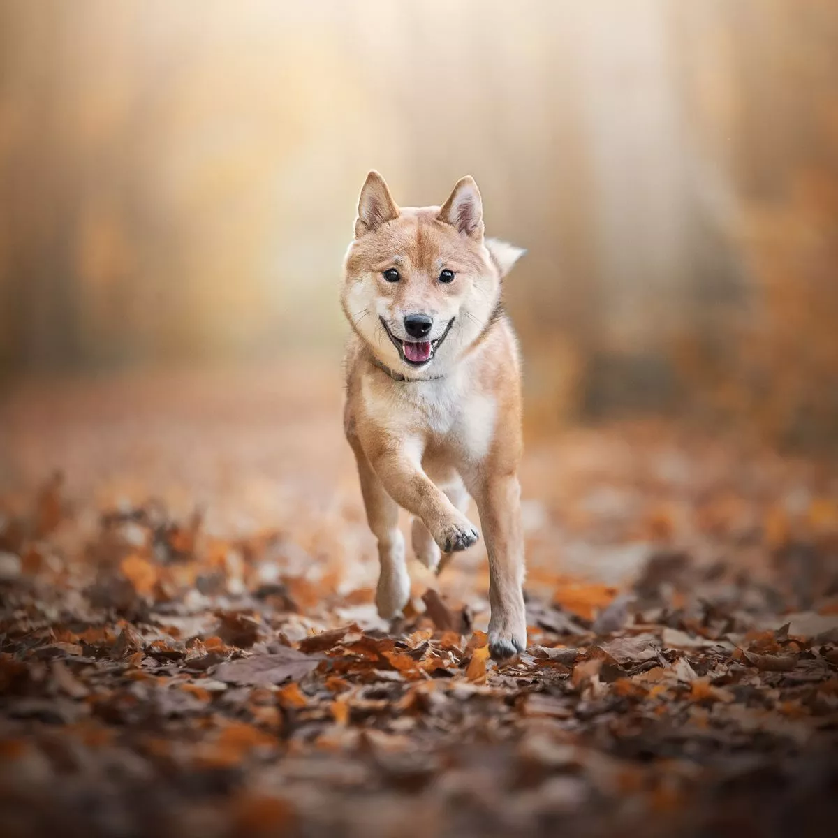 Shiba inu: the Japanese little dog