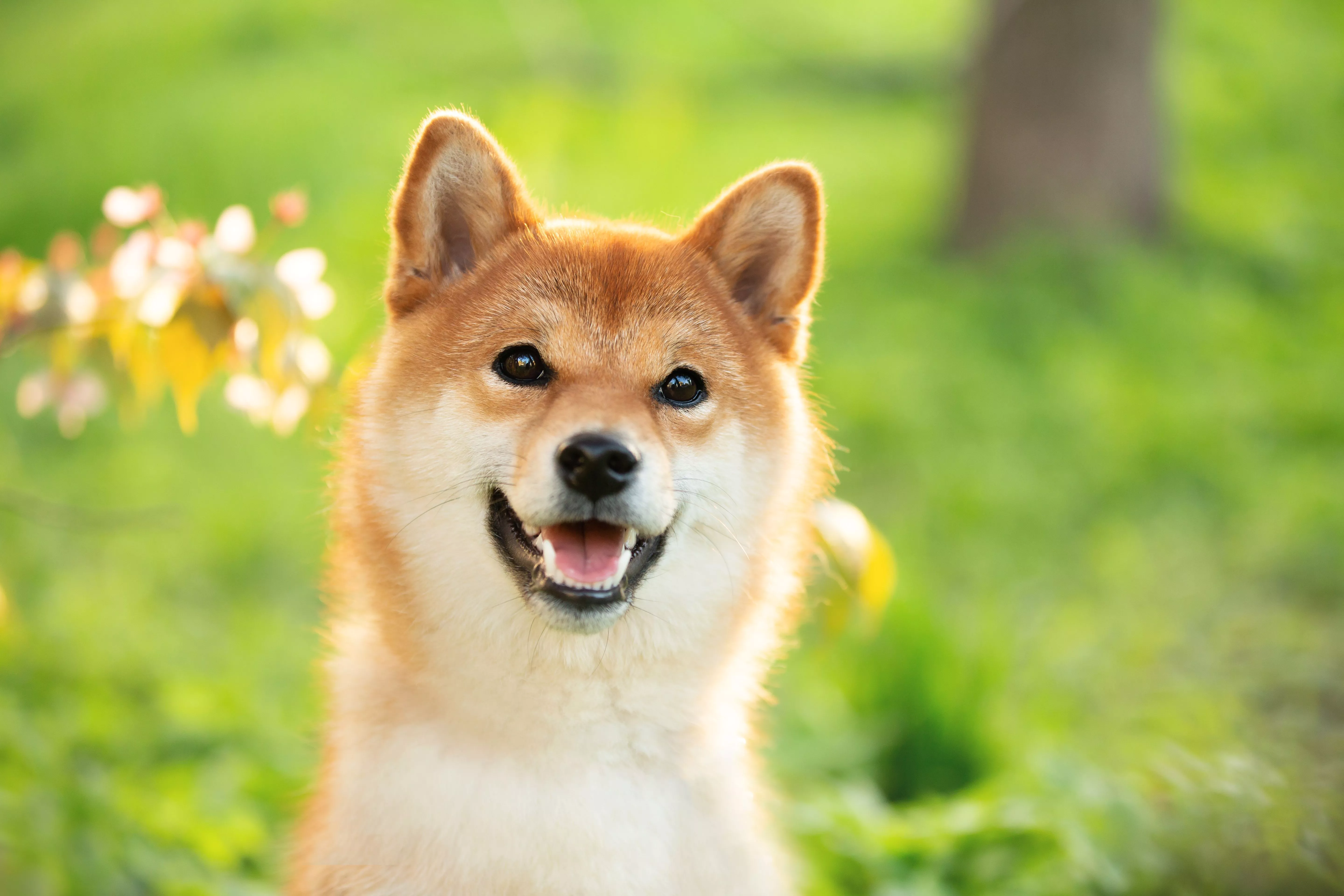 Can Shiba Inu Reach $1 in 2025? Brace