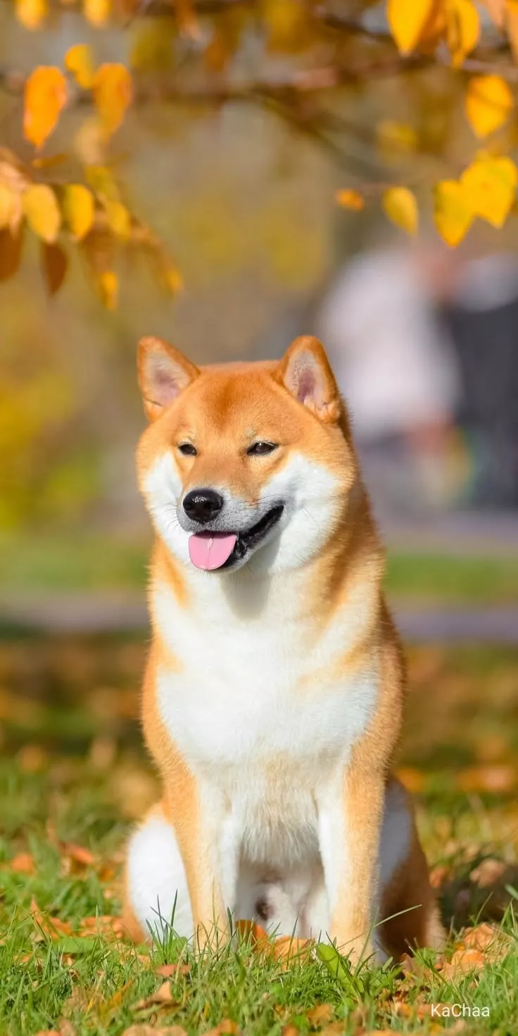 Adorable Shiba Inu Dog