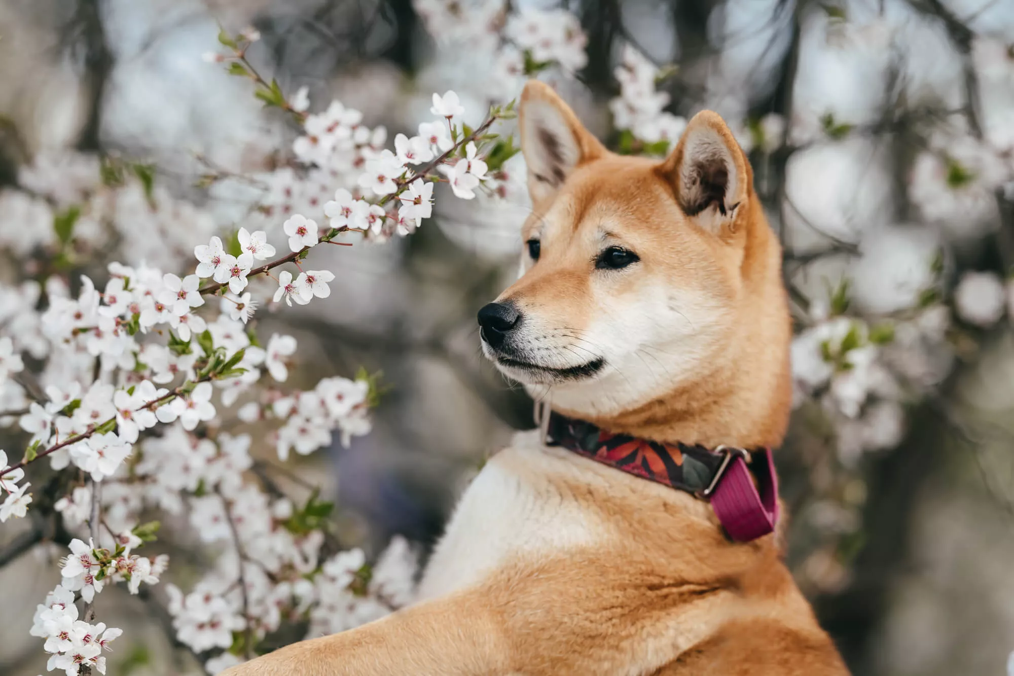 Shiba Inu blockchain Shibarium goes