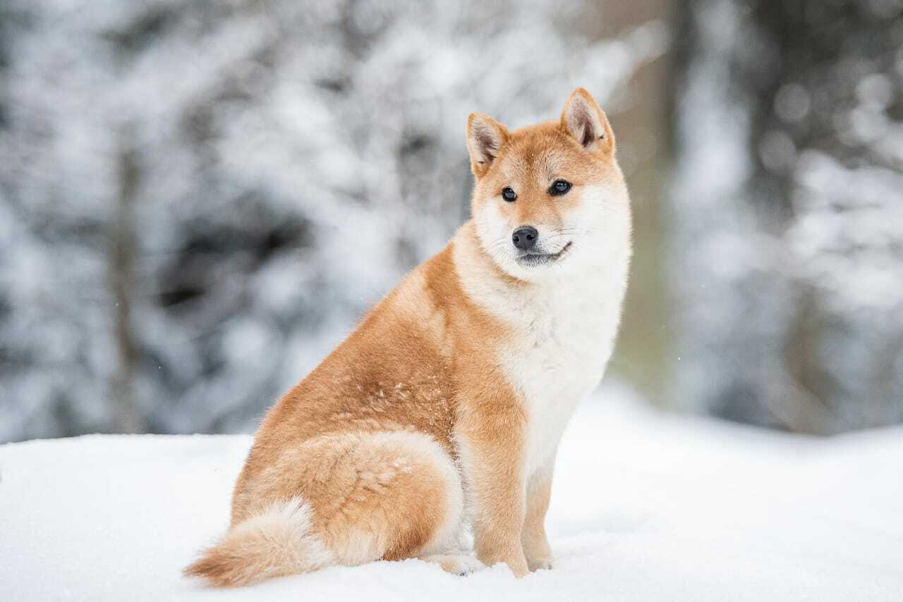 Shiba Inu