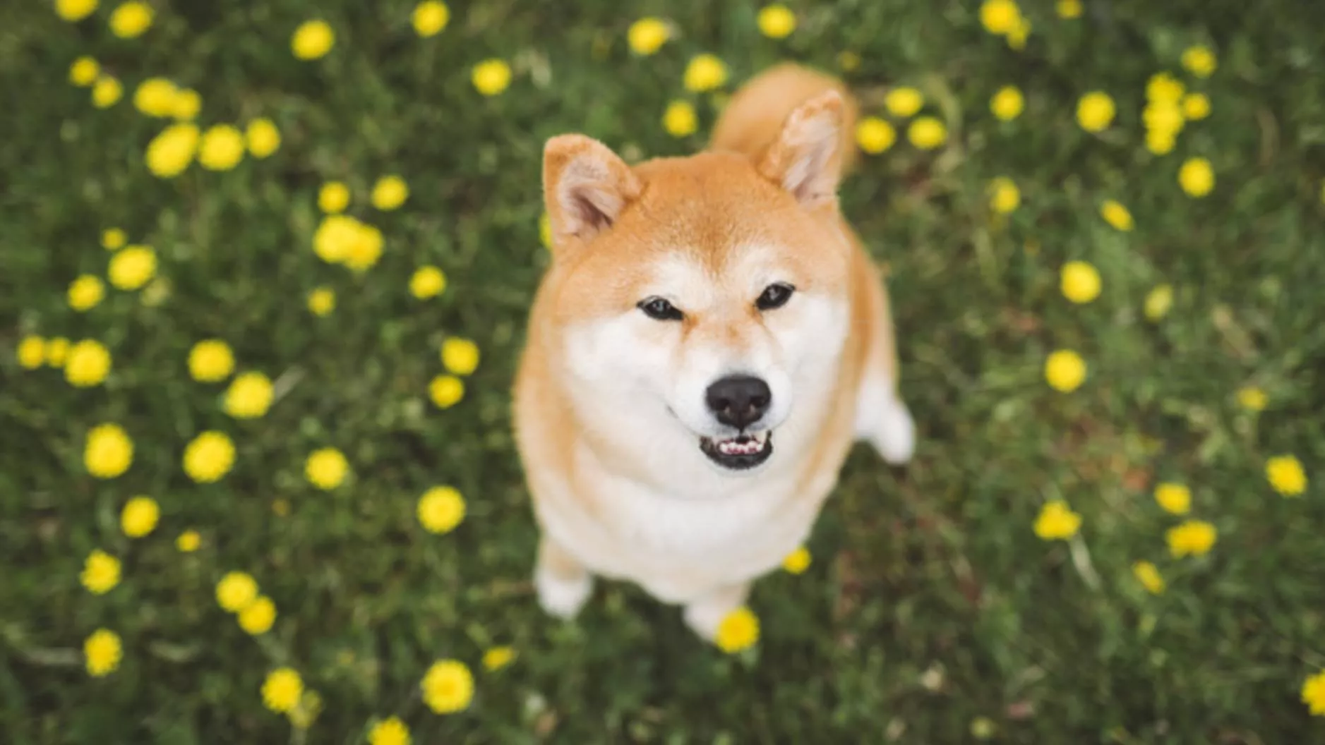 Shiba Inu: Breed profile
