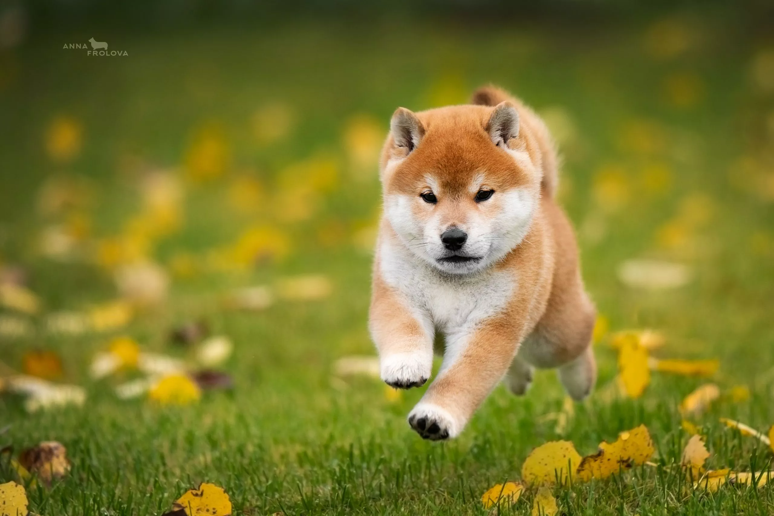 Shiba Inu Wallpapers Wallpaper Cave