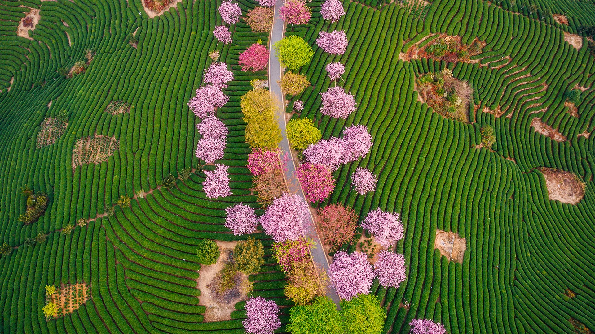 Tea garden with blooming cherry trees