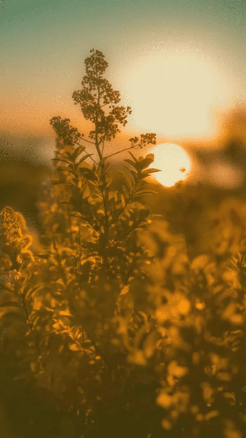 Best Golden Hour Aesthetic lights, HD